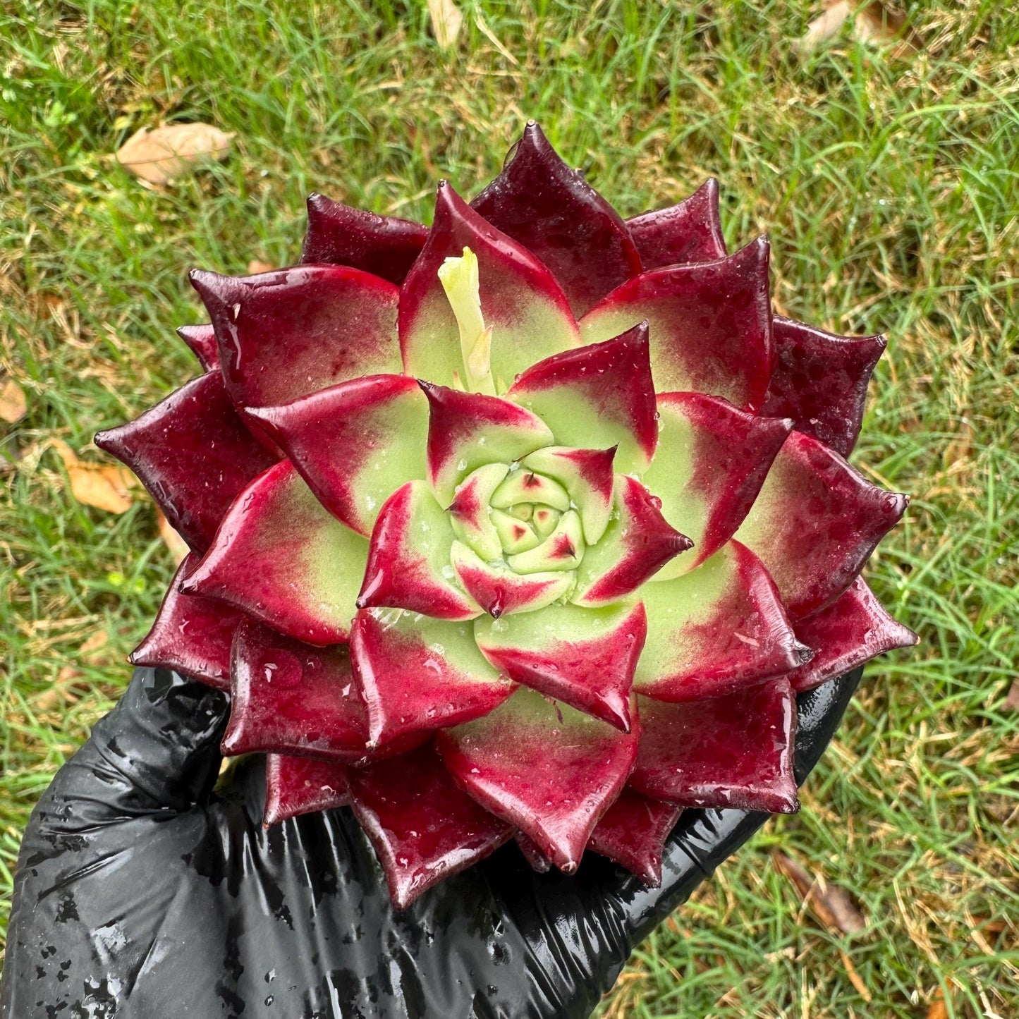 Rare succulents, Echeveria Bloody 'Rubin', 3.6inches