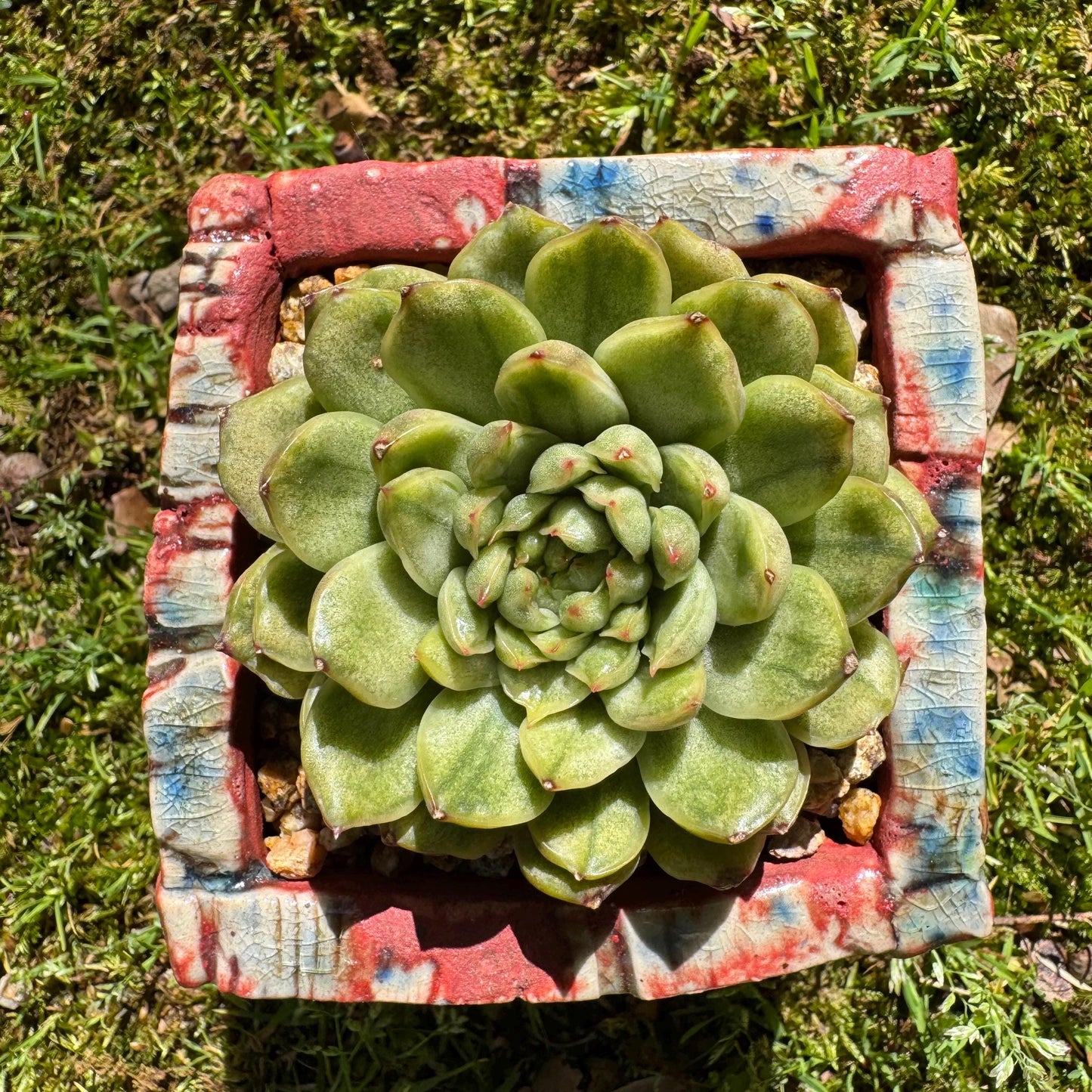 Rare succulents, Echeveria' Ice Angle Variegated', 2.4inches
