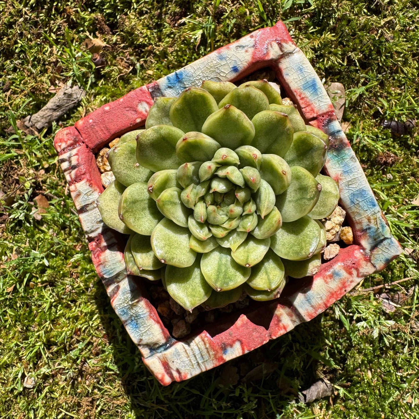 Rare succulents, Echeveria' Ice Angle Variegated', 2.4inches