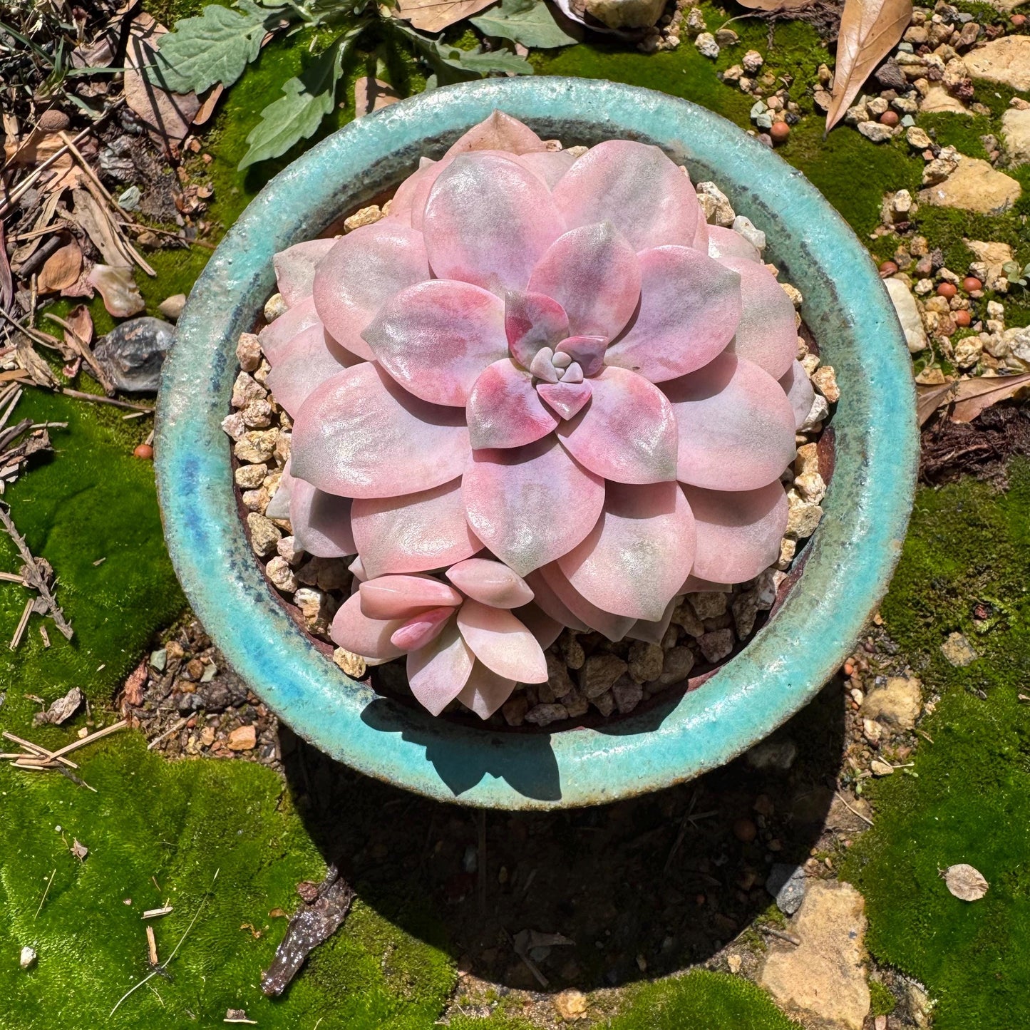 Rare succulents, Graptopetalum 'superbum variegated', 3.9inches, a single head with a baby