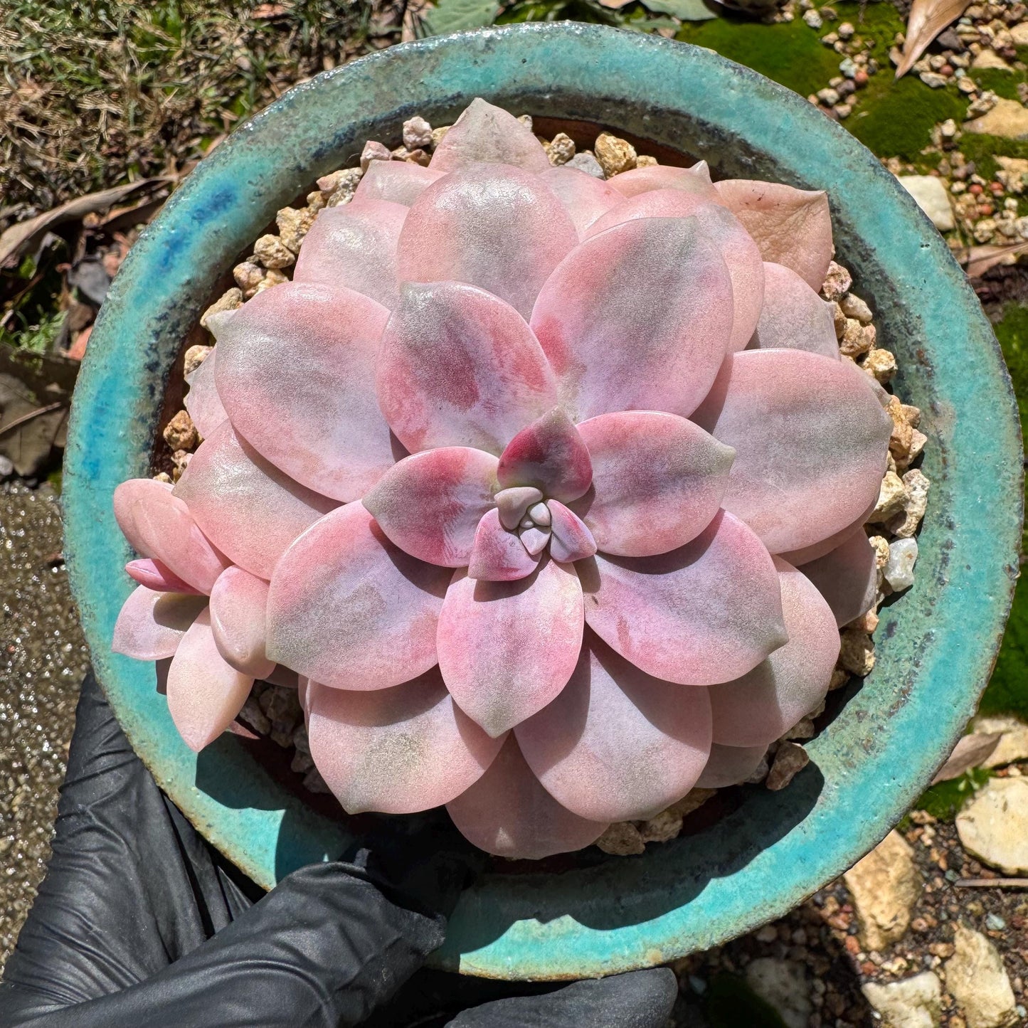 Rare succulents, Graptopetalum 'superbum variegated', 3.9inches, a single head with a baby