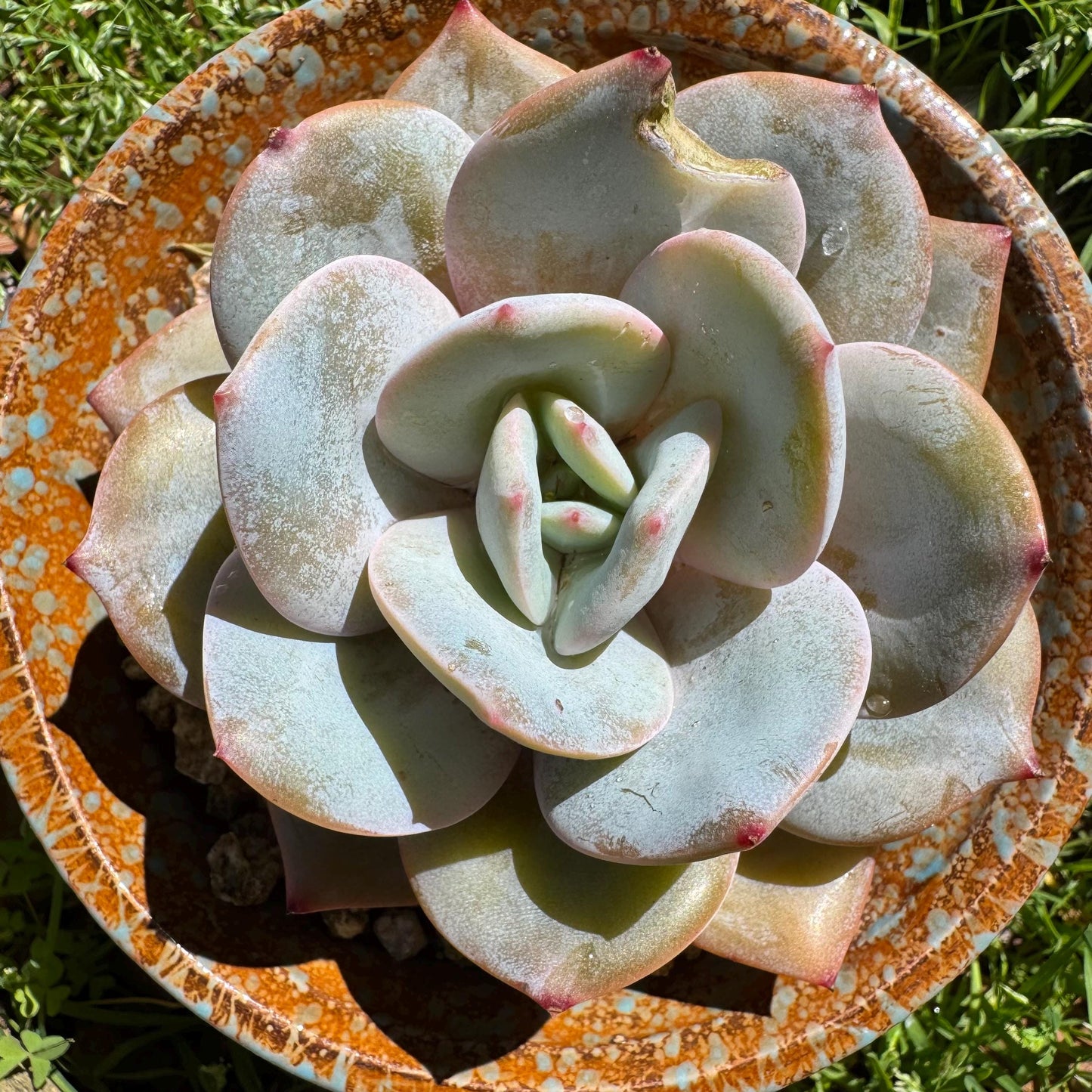 Rare succulents, Echeveria 'Hakuhou', 3.2inches