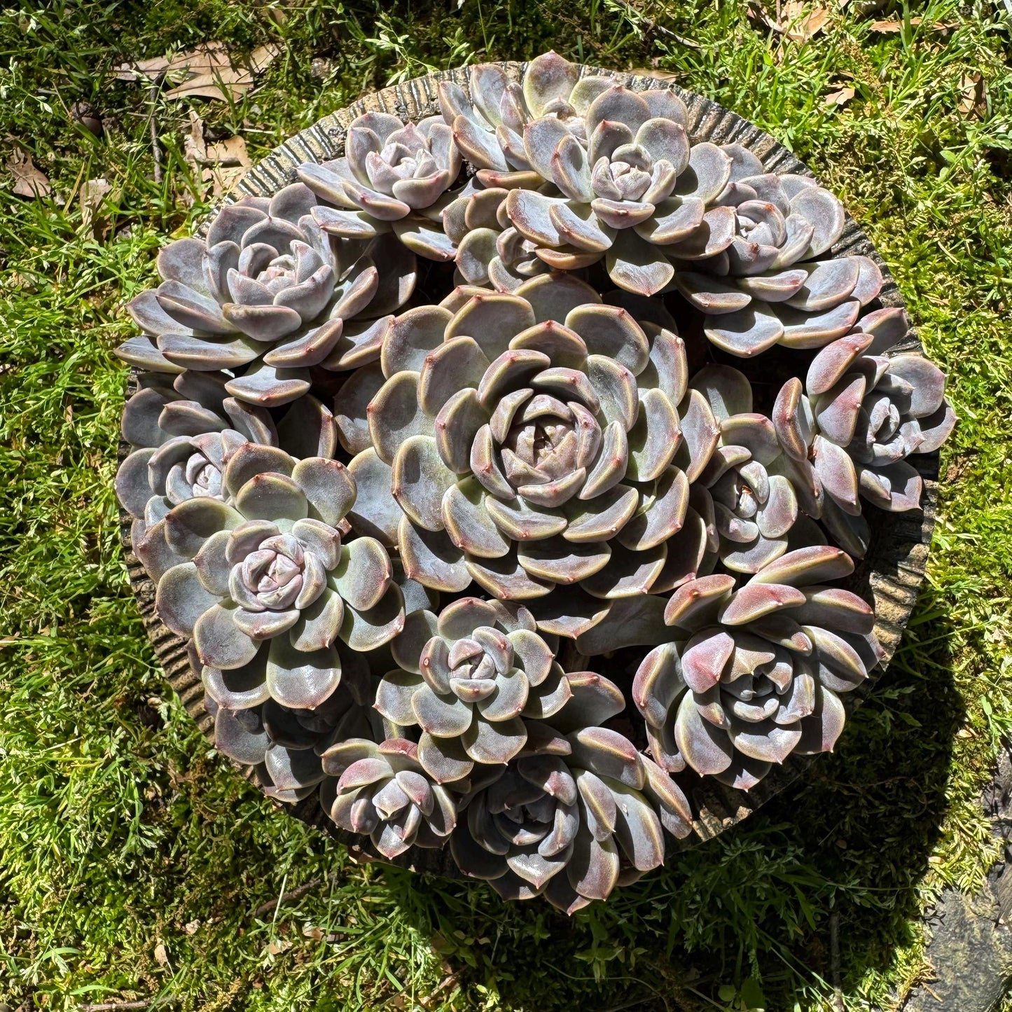 Rare succulents , Echeveria 'Tynie burger' big cluster, a lots of heads , 5.6inches