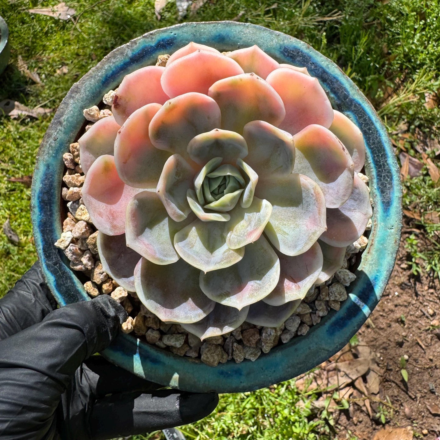 Rare succulents, Echeveria 'Blue Surprise variegated', 3.5inches