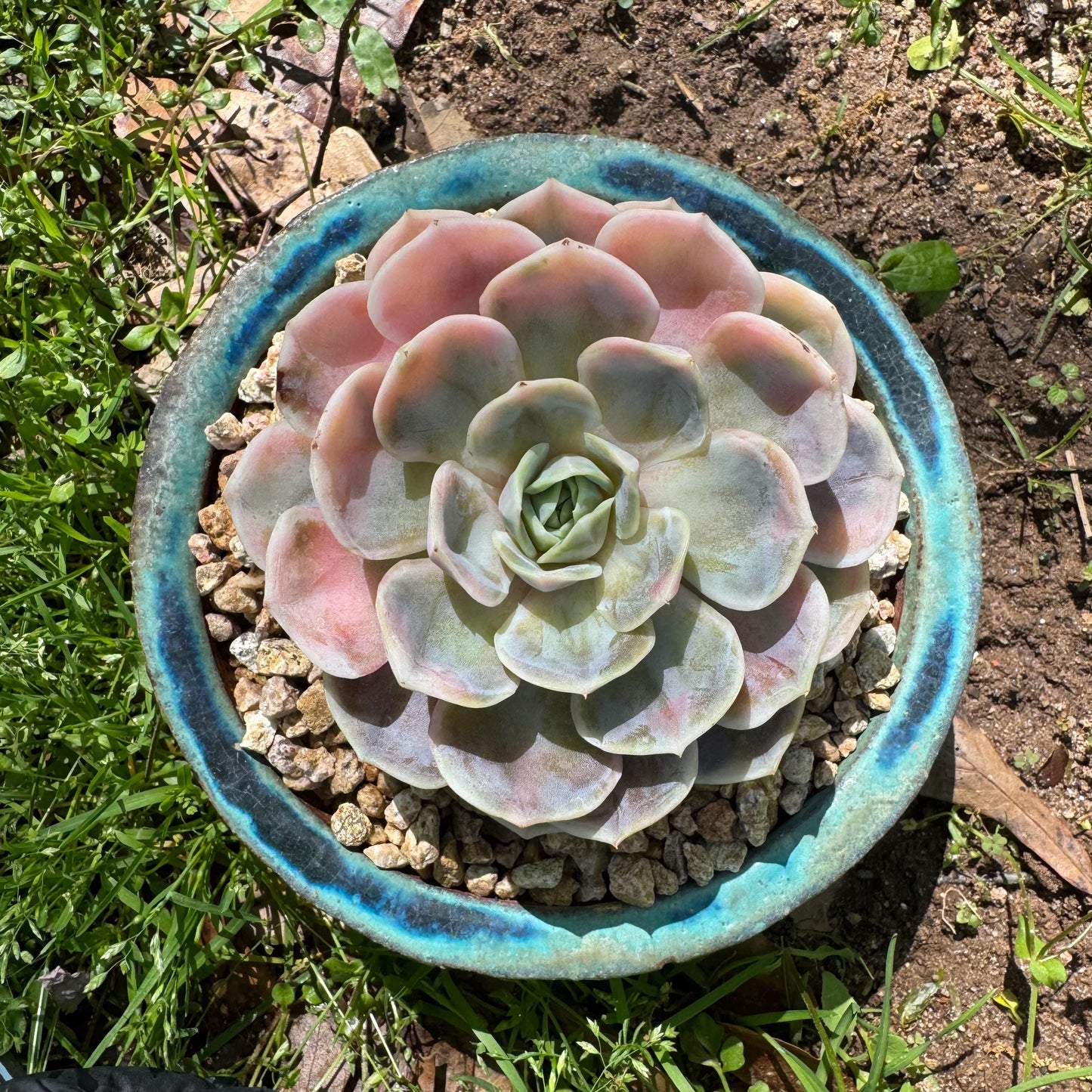 Rare succulents, Echeveria 'Blue Surprise variegated', 3.5inches