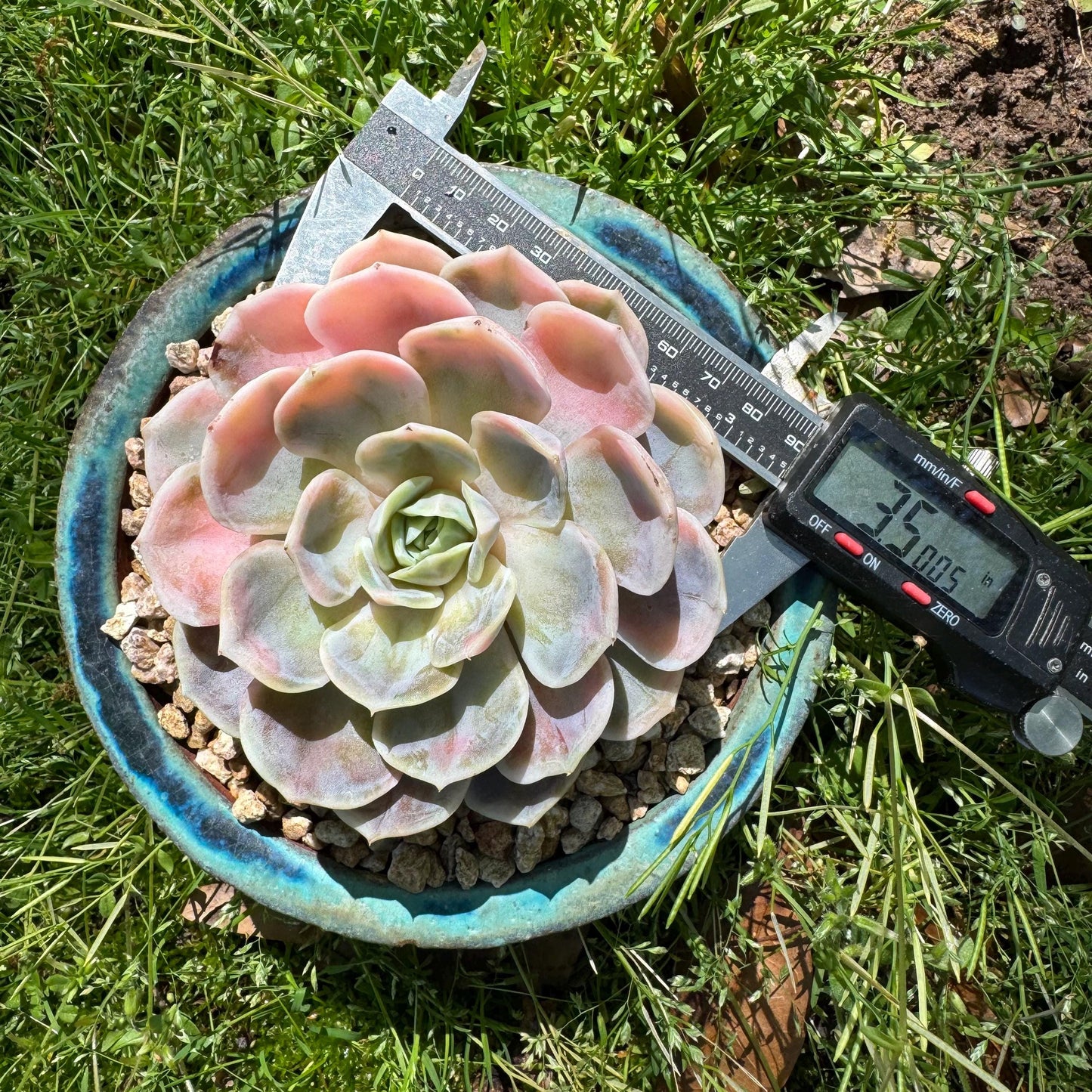 Rare succulents, Echeveria 'Blue Surprise variegated', 3.5inches