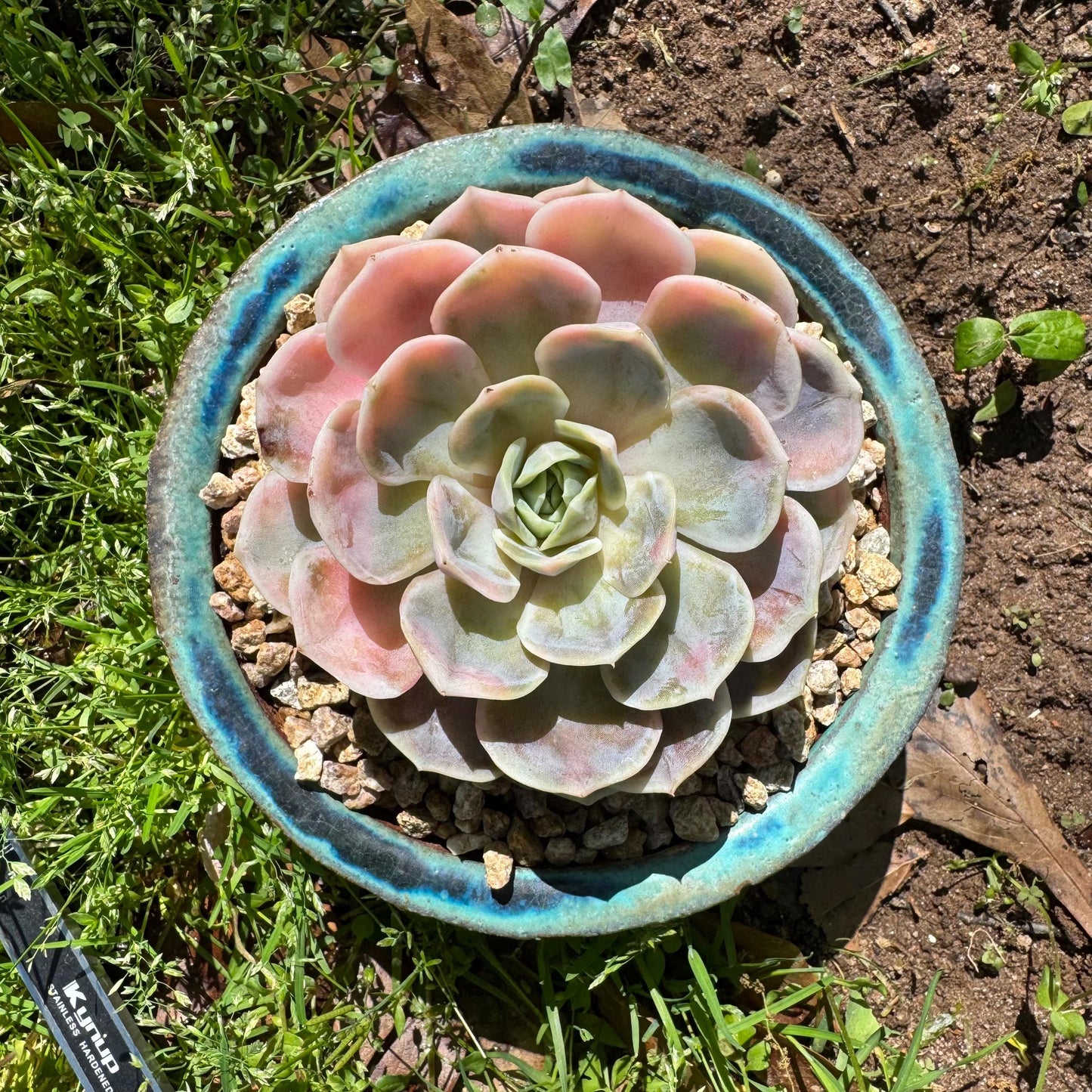 Rare succulents, Echeveria 'Blue Surprise variegated', 3.5inches