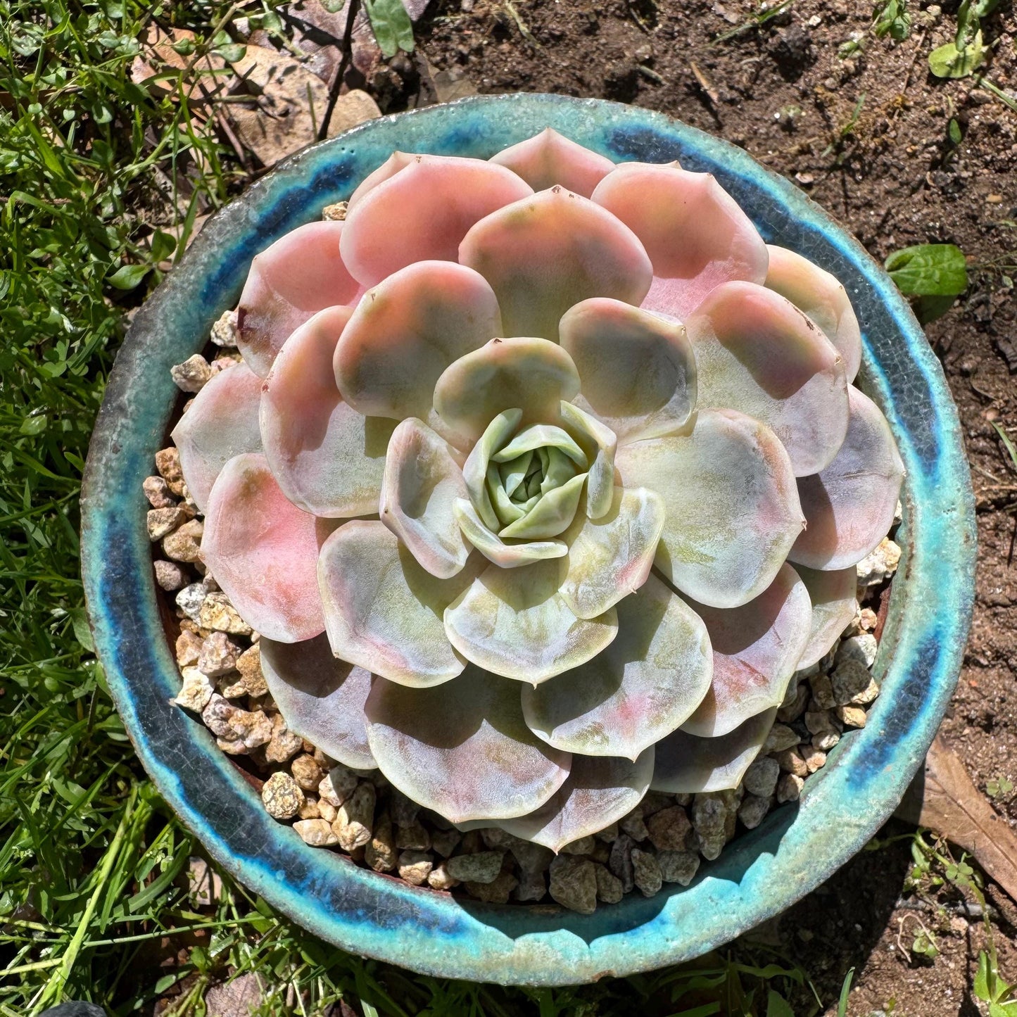 Rare succulents, Echeveria 'Blue Surprise variegated', 3.5inches