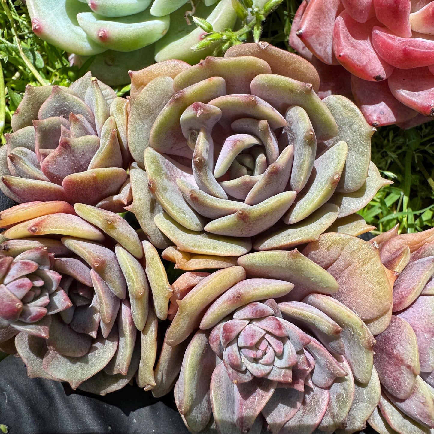 Rare succulents, Echeveria 'Pink butterfly ', 4heads, 3.1inches