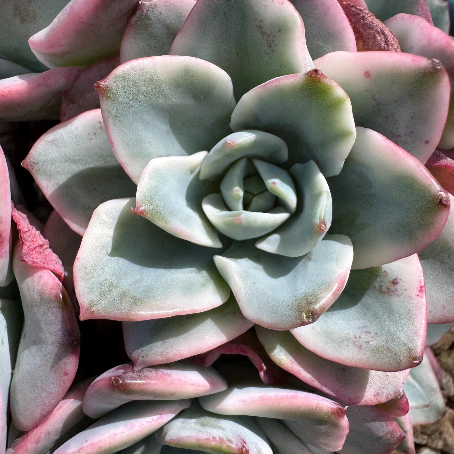 Succulents plants, Echeveria 'Atlantis variegated' cluster, 6heads, 3.6inches