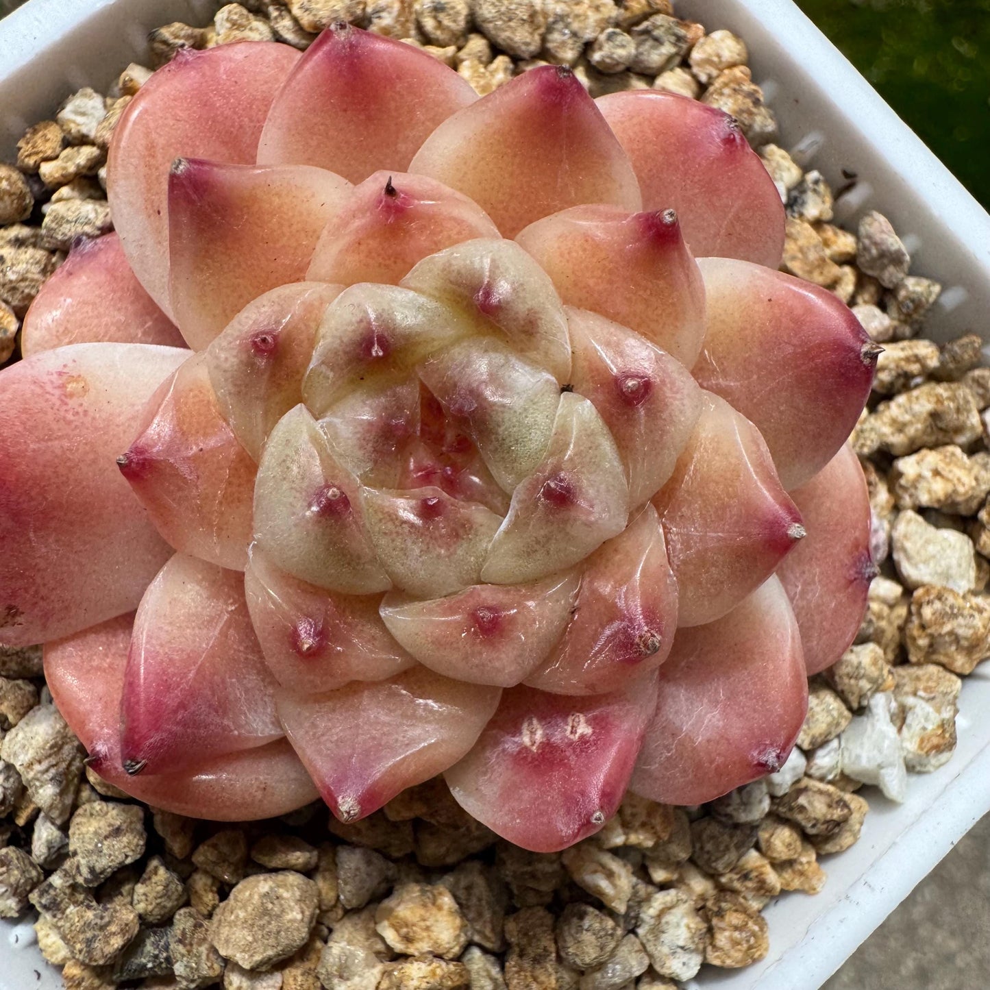 Rare succulents, Echeveria 'Apparition hybrid' , 1.9inches