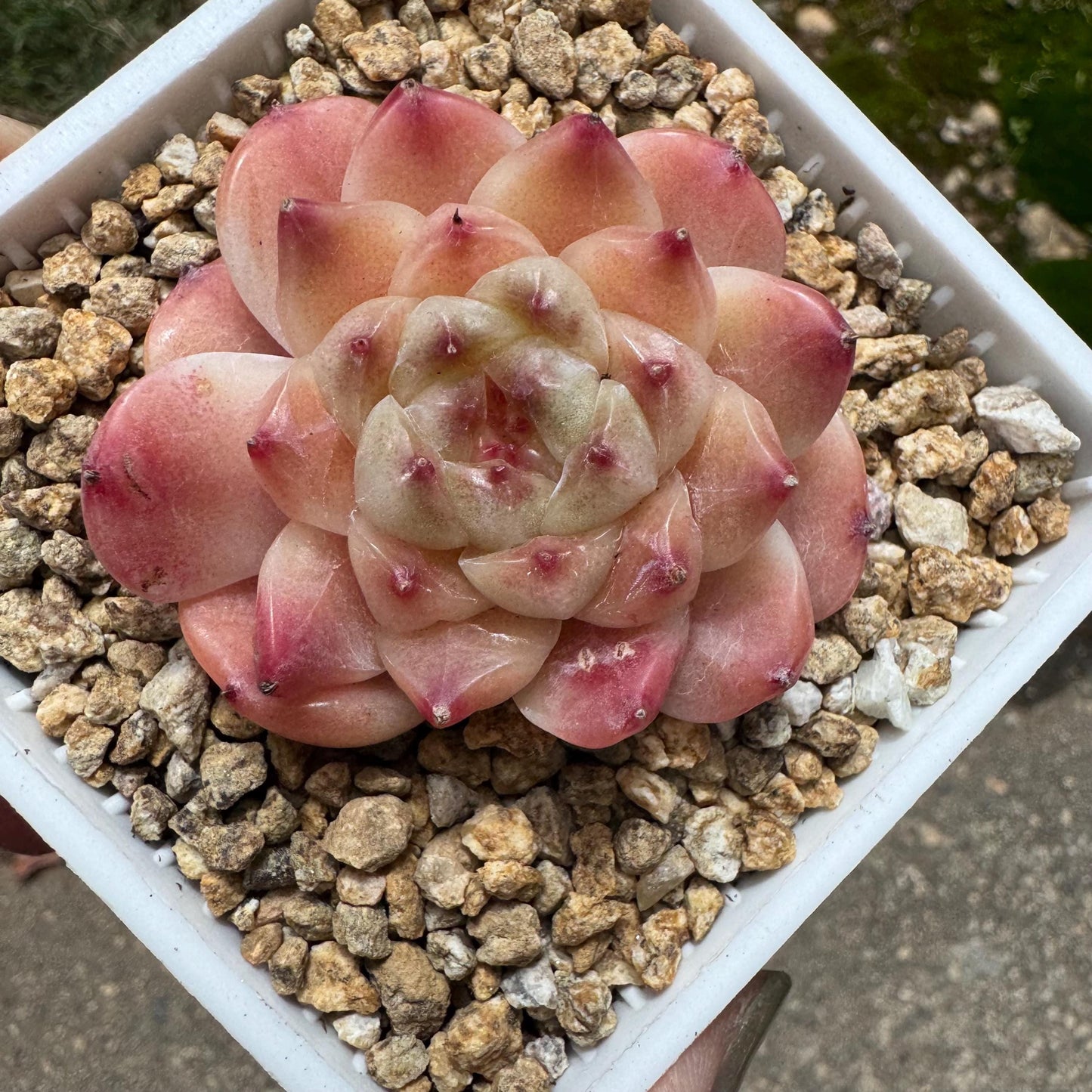 Rare succulents, Echeveria 'Apparition hybrid' , 1.9inches