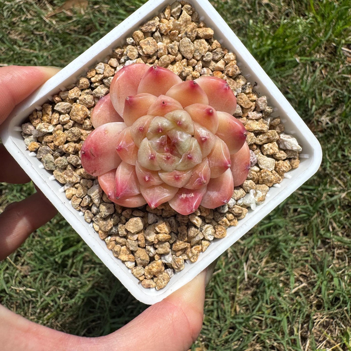 Rare succulents, Echeveria 'Apparition hybrid' , 1.9inches