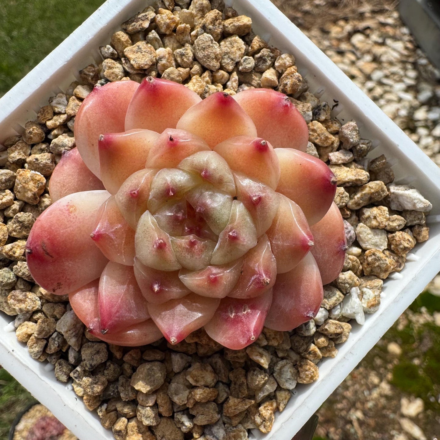 Rare succulents, Echeveria 'Apparition hybrid' , 1.9inches