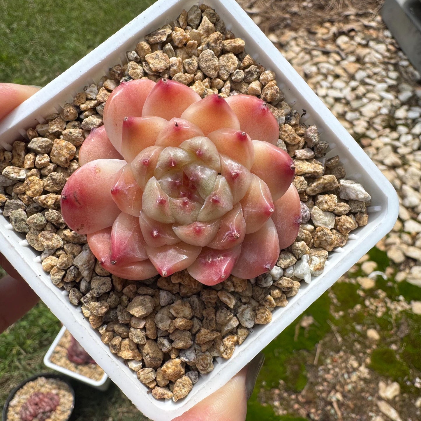 Rare succulents, Echeveria 'Apparition hybrid' , 1.9inches