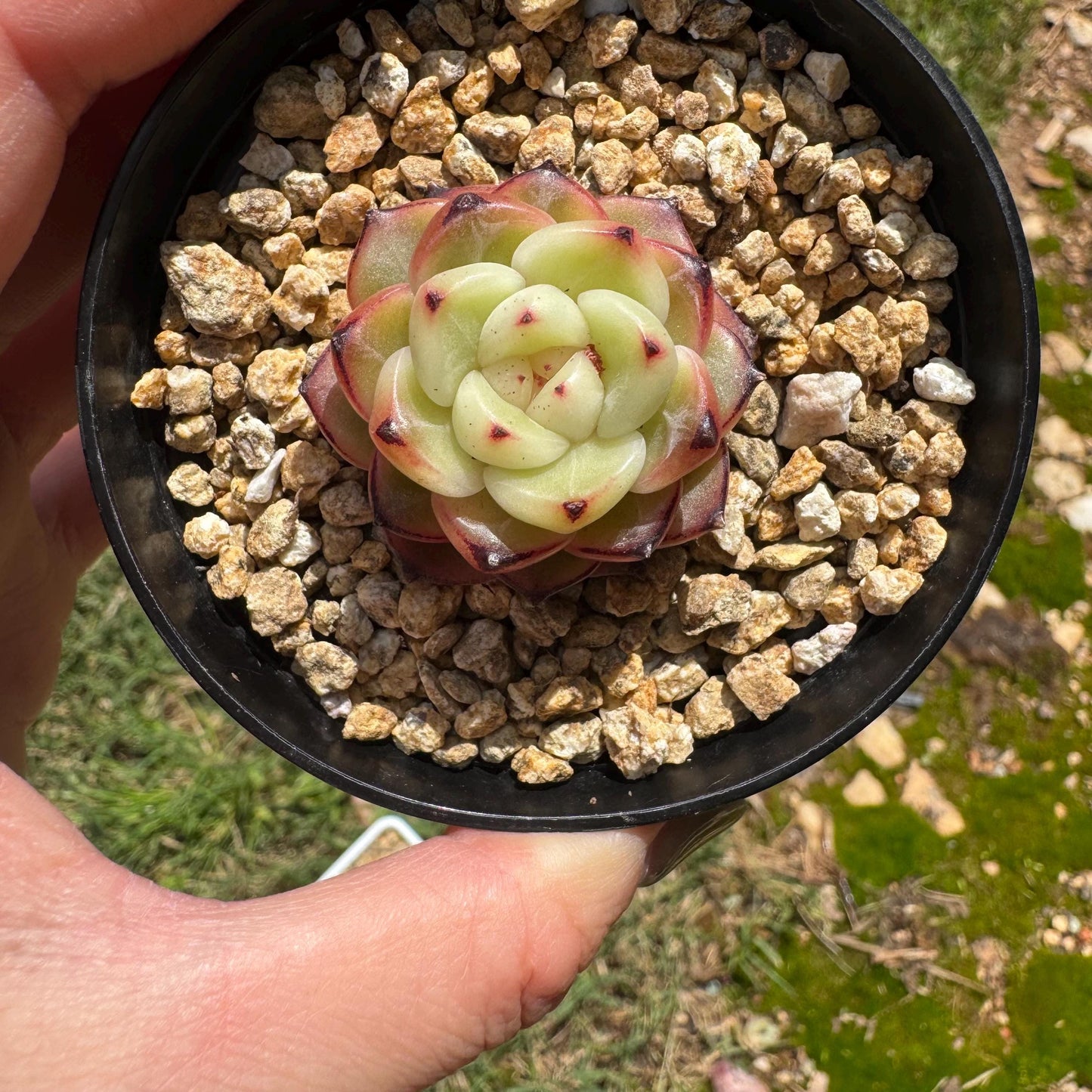 Echeveria 'jenny hybrid’ , little single head, 1.3inches