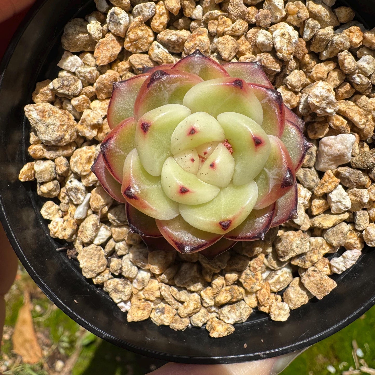 Echeveria 'jenny hybrid’ , little single head, 1.3inches