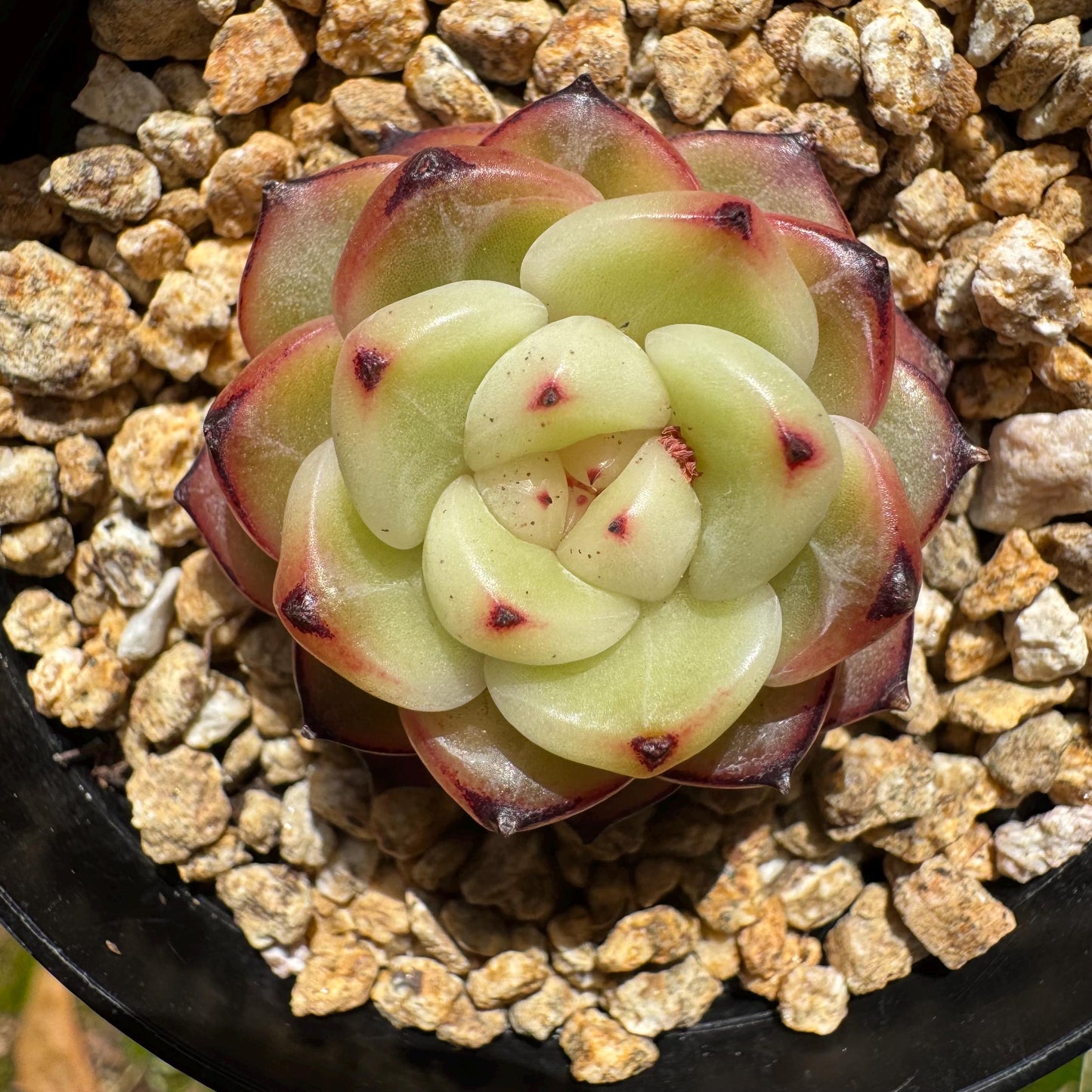 Echeveria 'jenny hybrid’ , little single head, 1.3inches