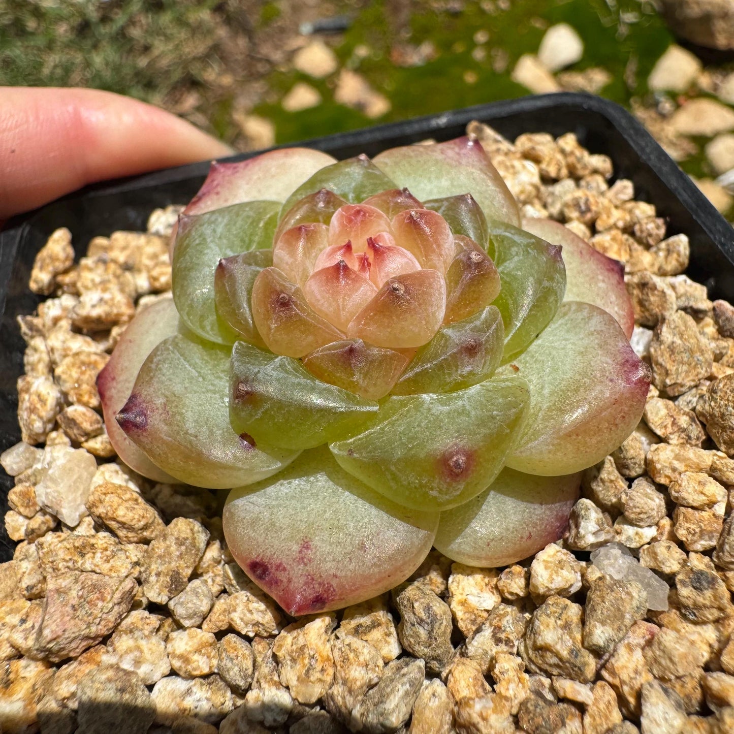 Echeveria 'jenny hybrid’ , little single head, 1.5inches