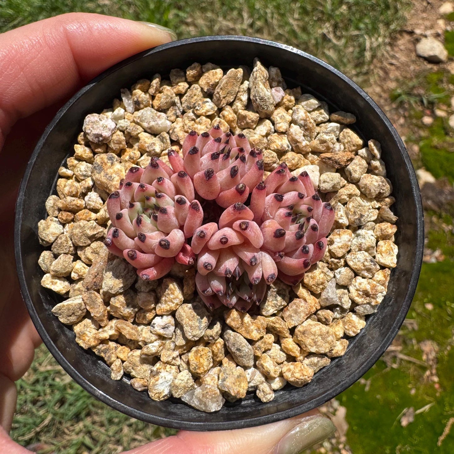 Echeveria 'cuspidata var. gemmula' small cluster, 4heads , 1.6inches