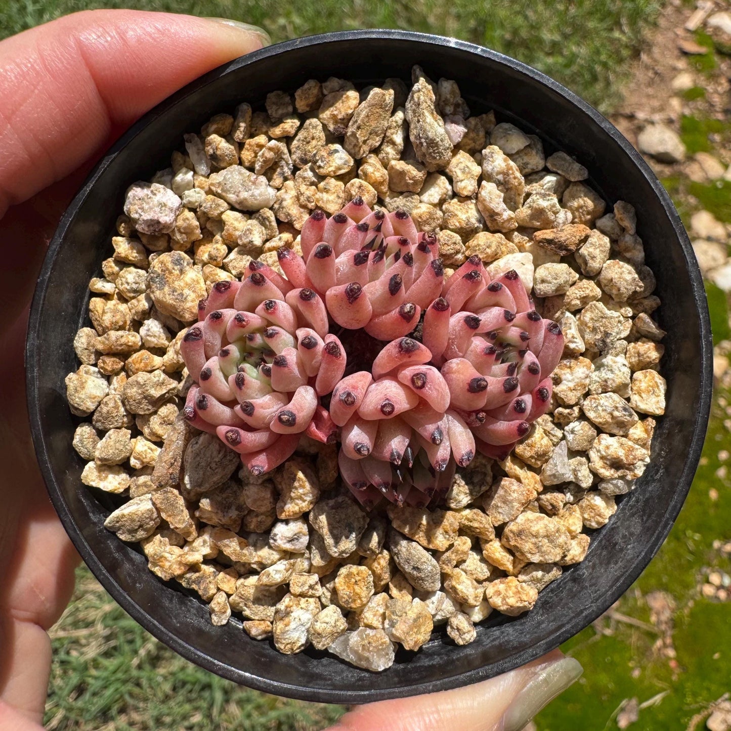 Echeveria 'cuspidata var. gemmula' small cluster, 4heads , 1.6inches