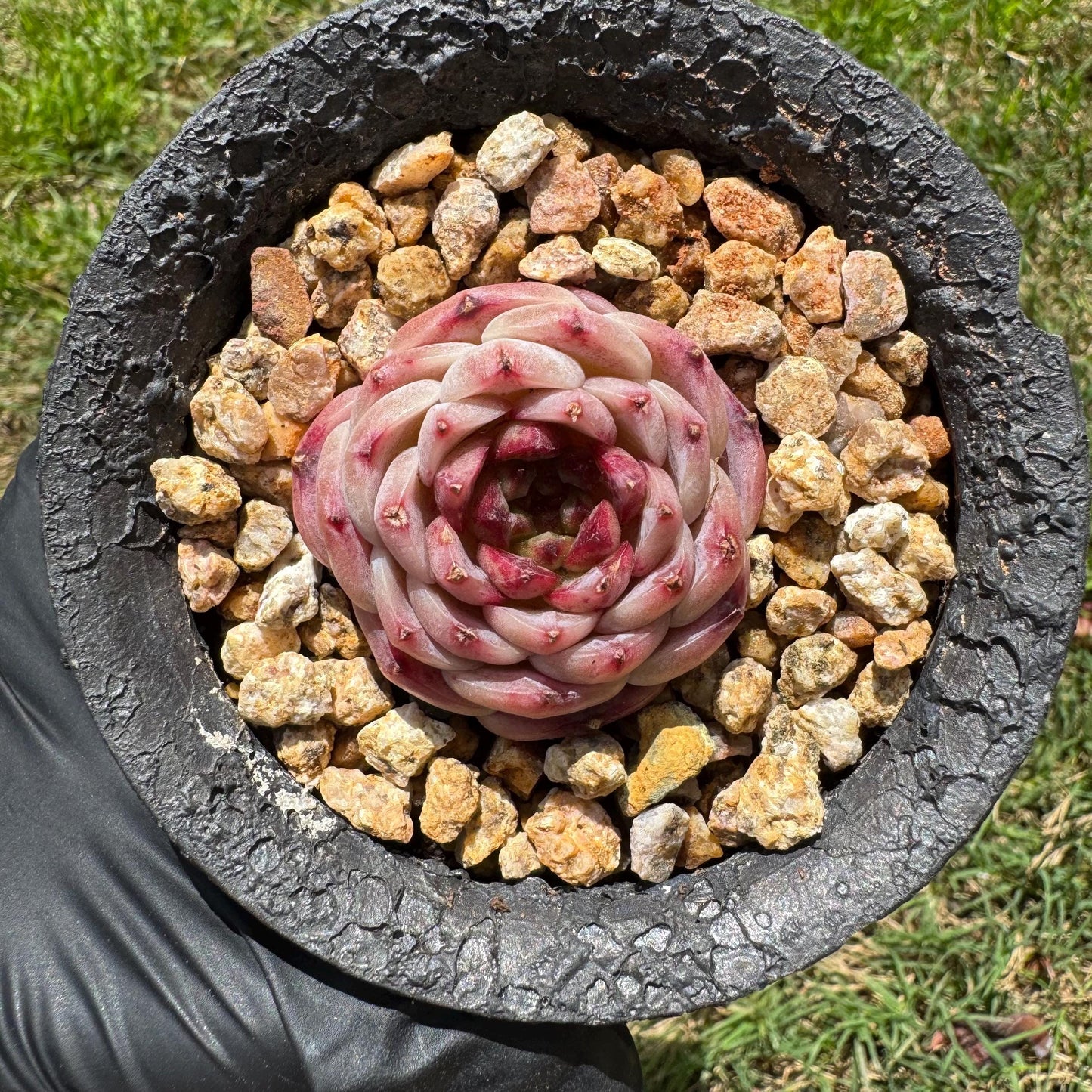 Rare succulents, Echeveria 'red velvet' ,1.5inches