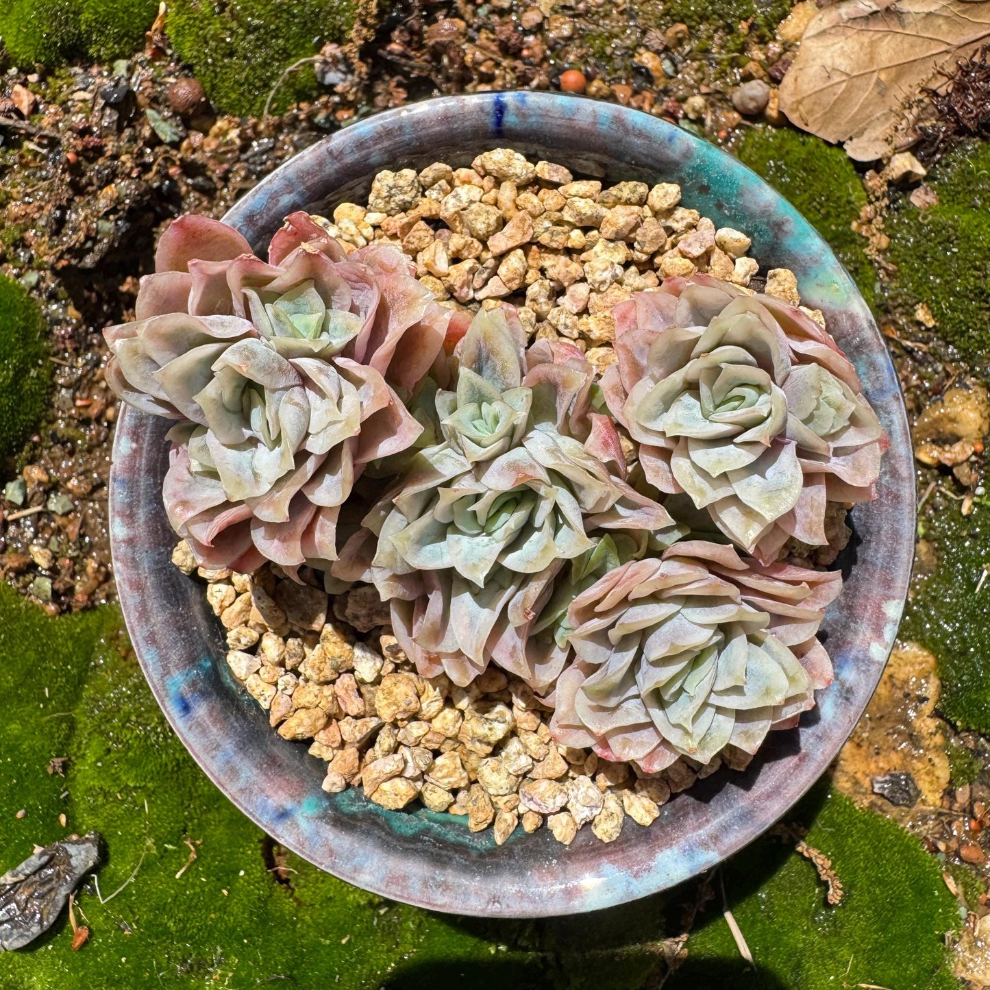Rare succulents, Echeveria' Rasberry Ice.' cluster, 2.8inches