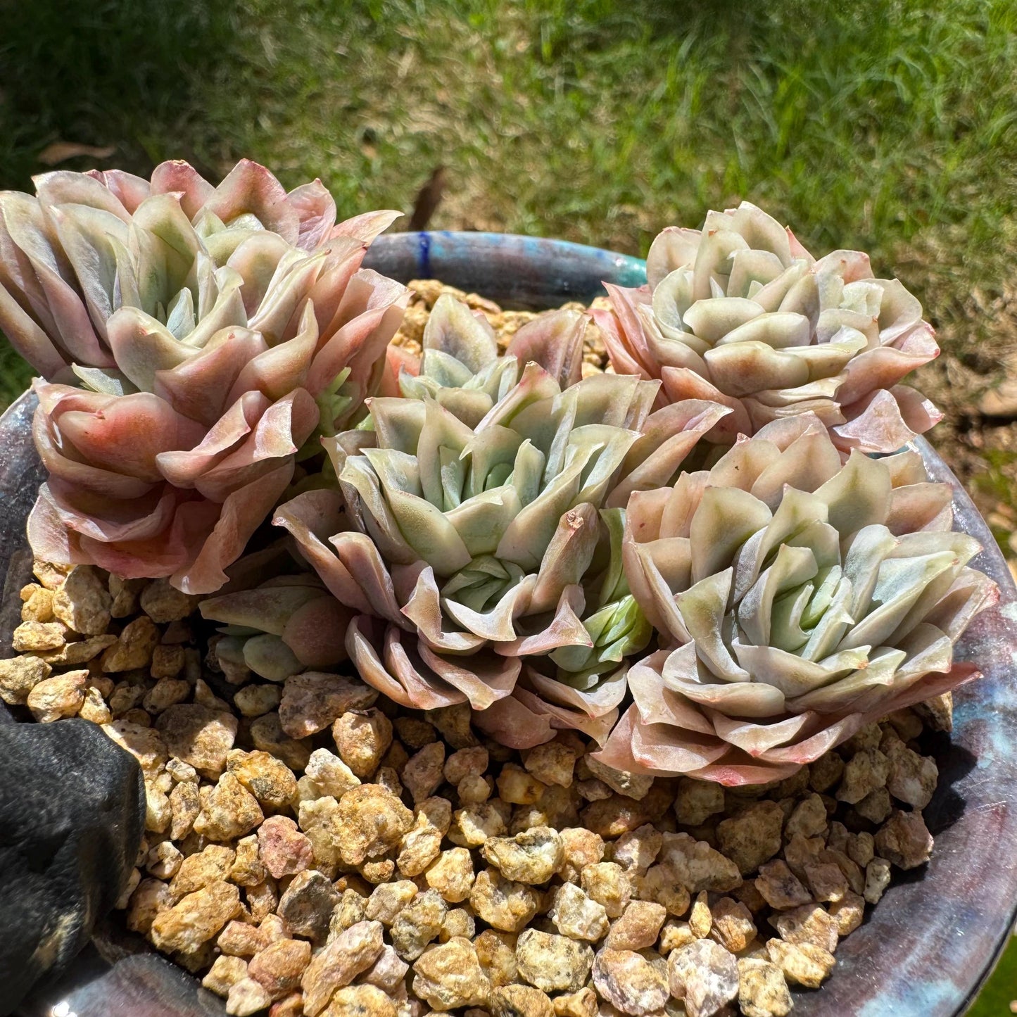 Rare succulents, Echeveria' Rasberry Ice.' cluster, 2.8inches