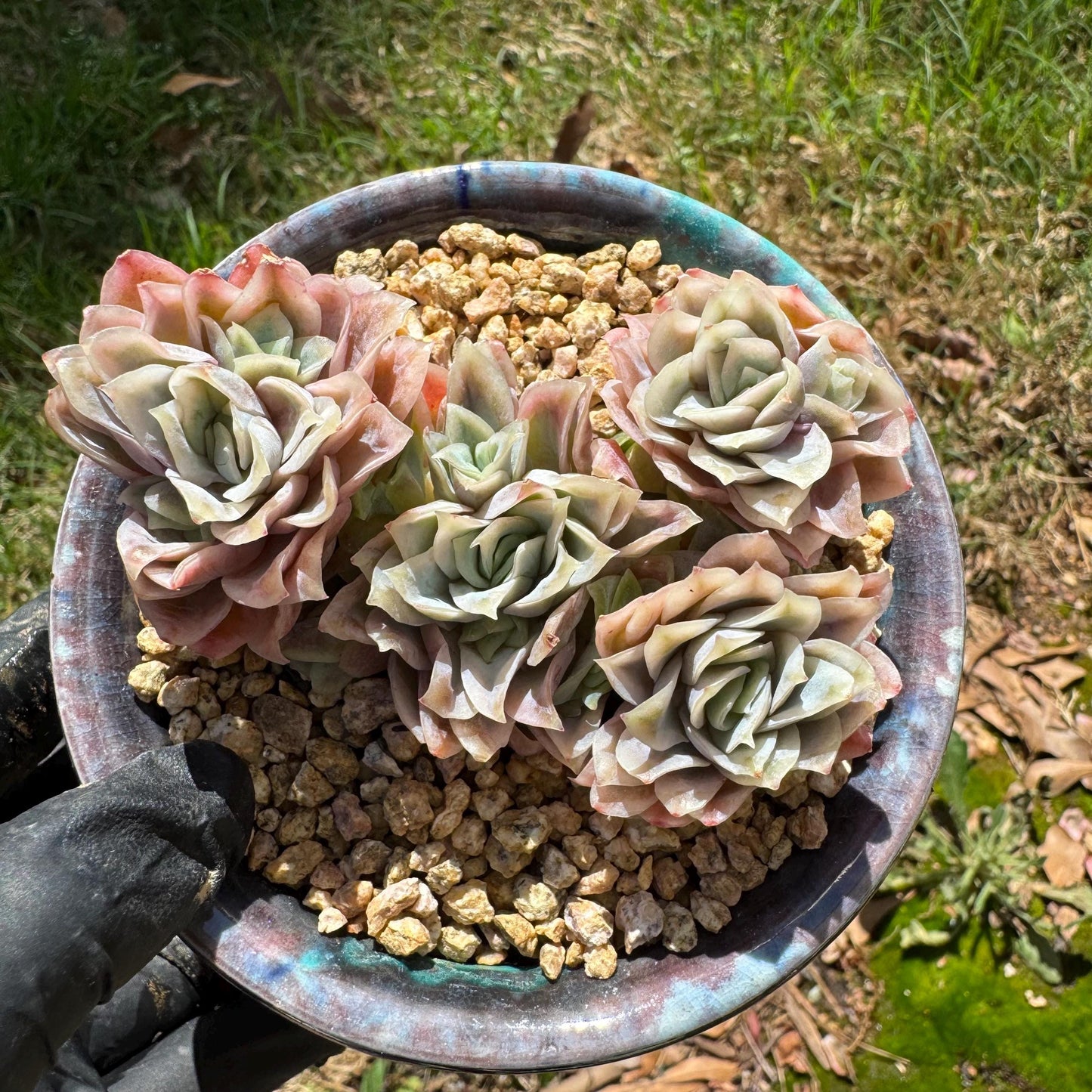 Rare succulents, Echeveria' Rasberry Ice.' cluster, 2.8inches