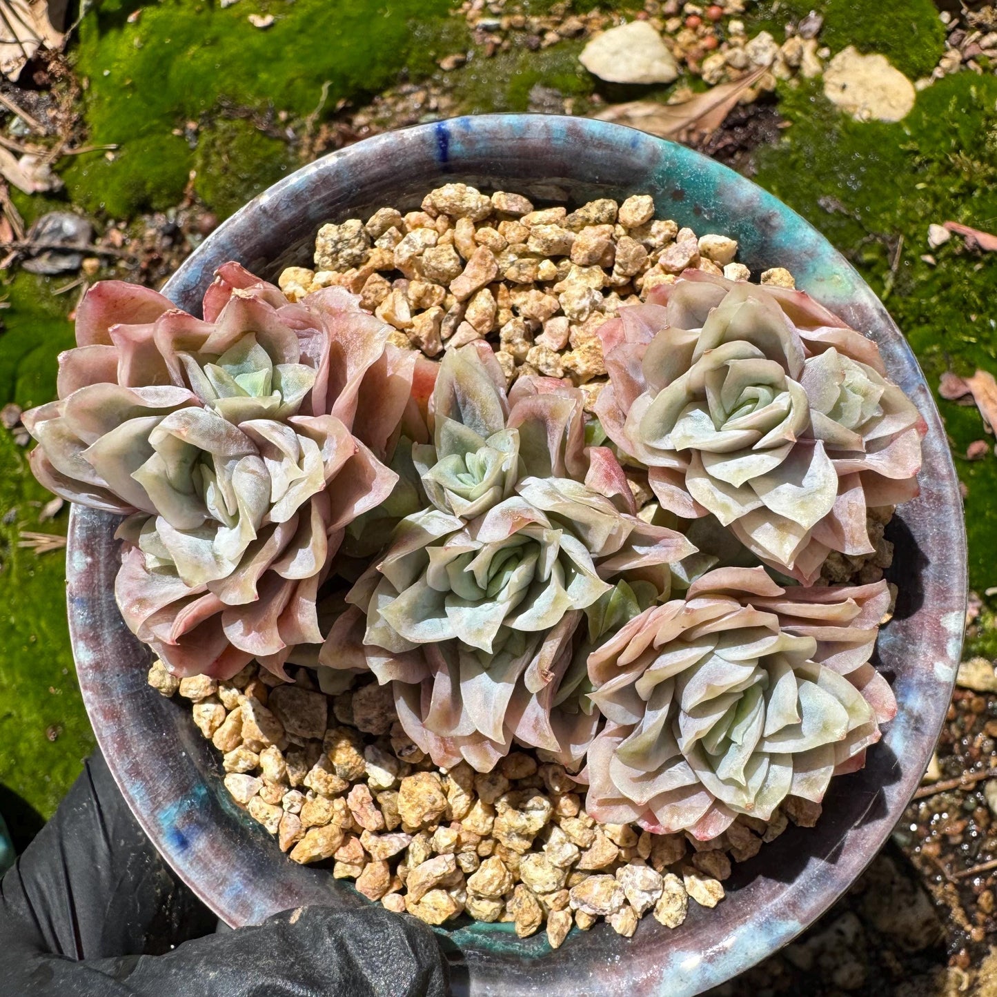Rare succulents, Echeveria' Rasberry Ice.' cluster, 2.8inches