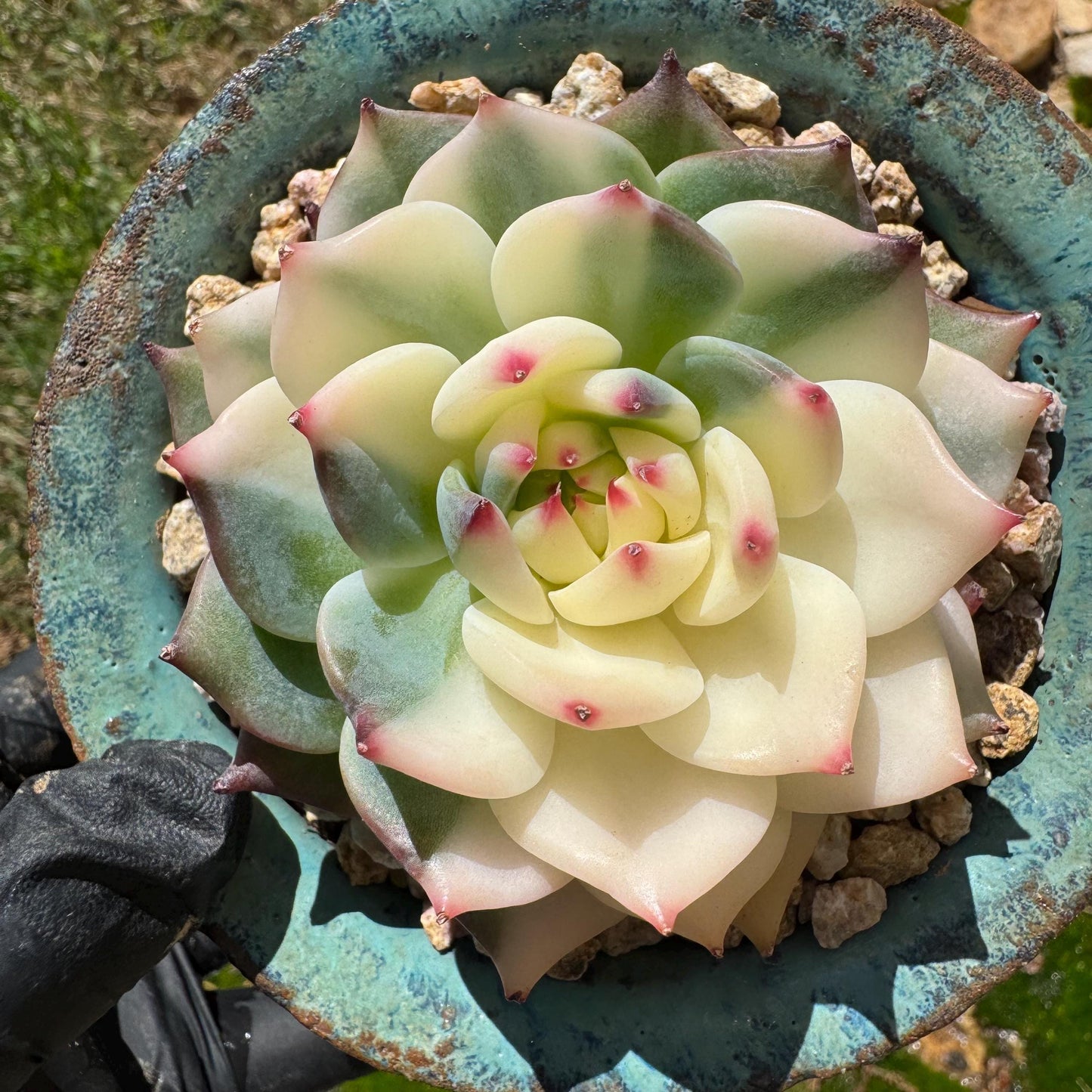 Rare succulents , Echeveria 'chihuahuensis Variegated' , 2.7inches