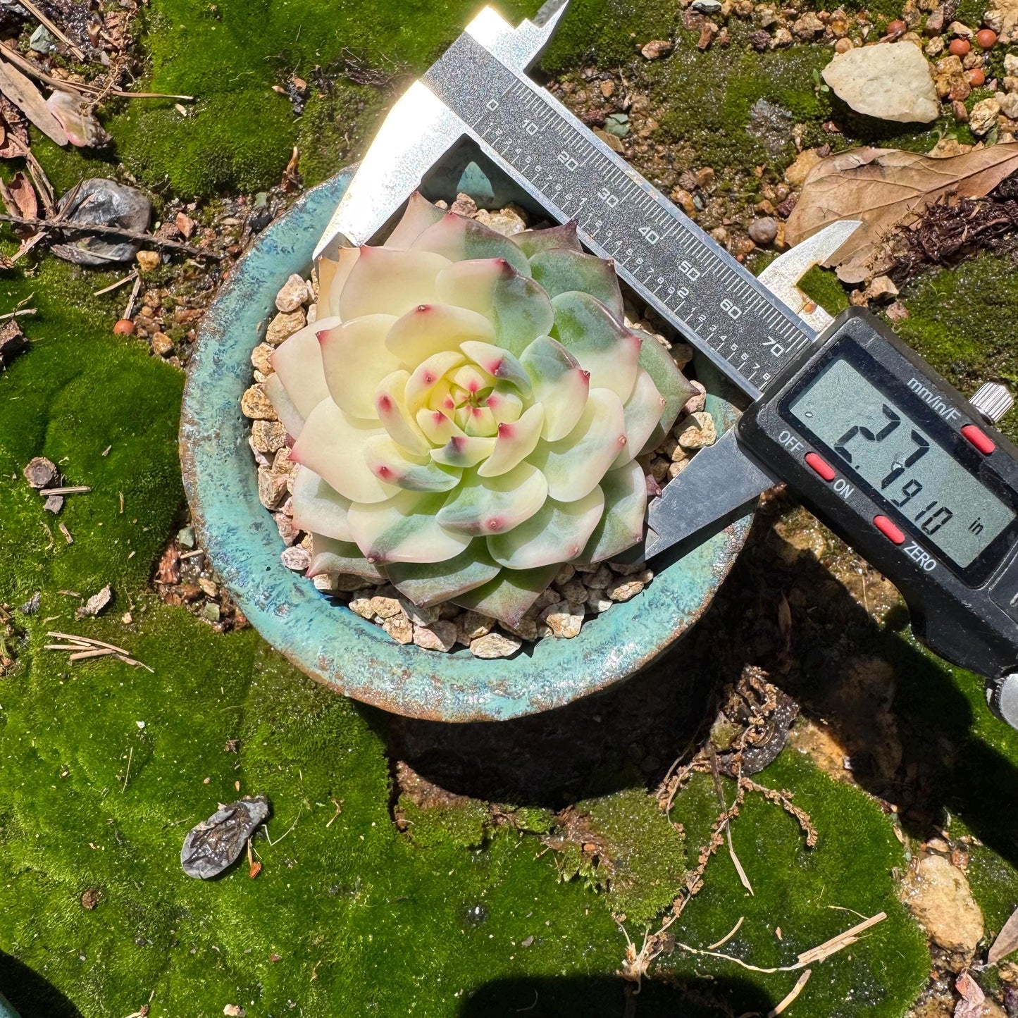Rare succulents , Echeveria 'chihuahuensis Variegated' , 2.7inches