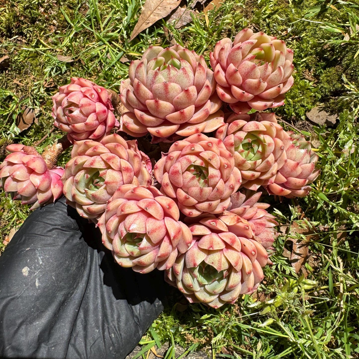 Rare succulents, Echeveria Golden 'BenBadis 'Cluster, 4.8inches