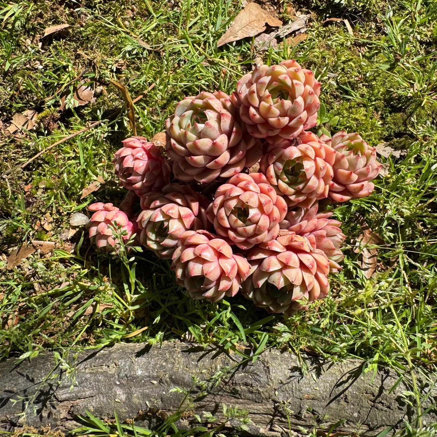 Rare succulents, Echeveria Golden 'BenBadis 'Cluster, 4.8inches