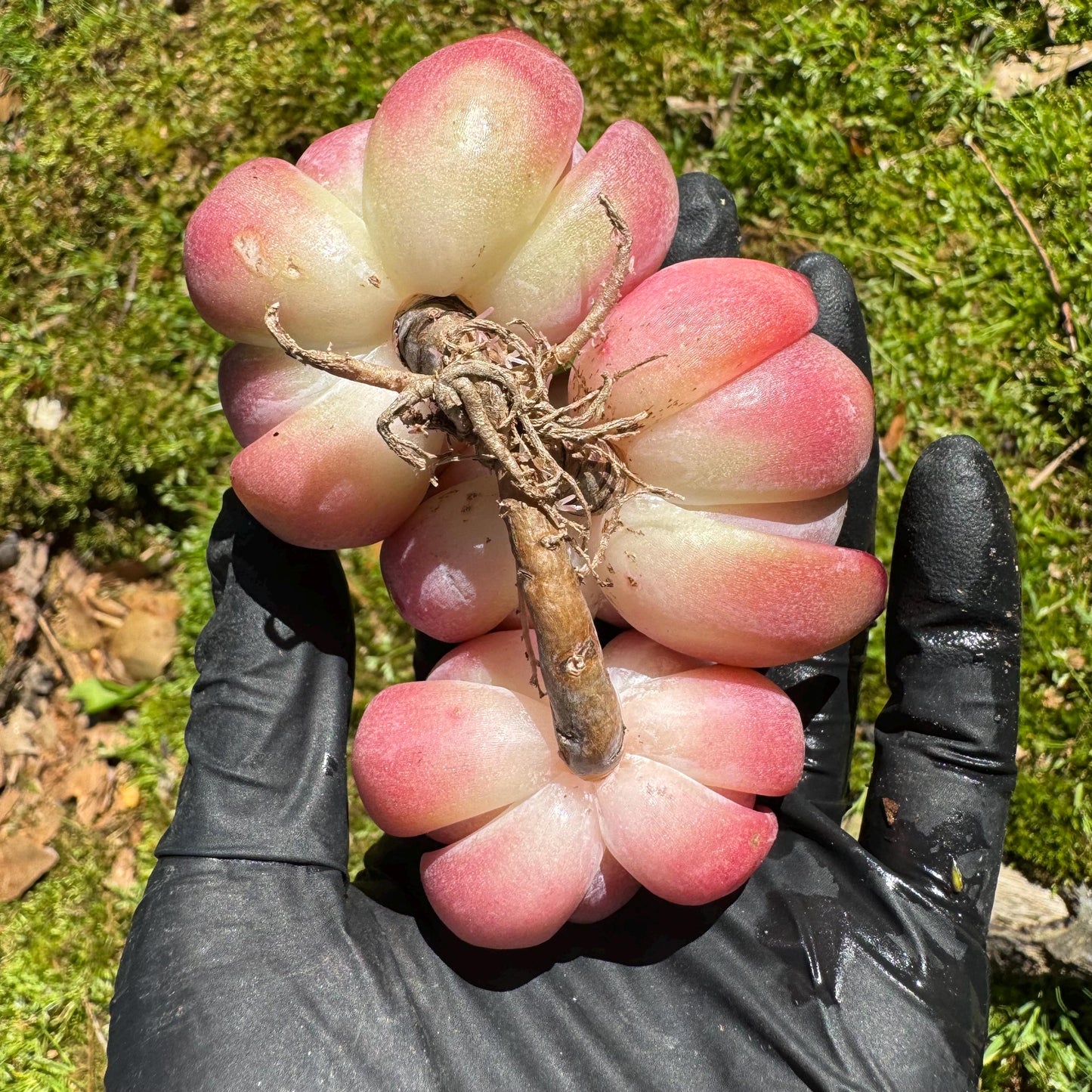 Echeveria 'Diamond Latam' small cluster, nice,3heads , 3.5inches,
