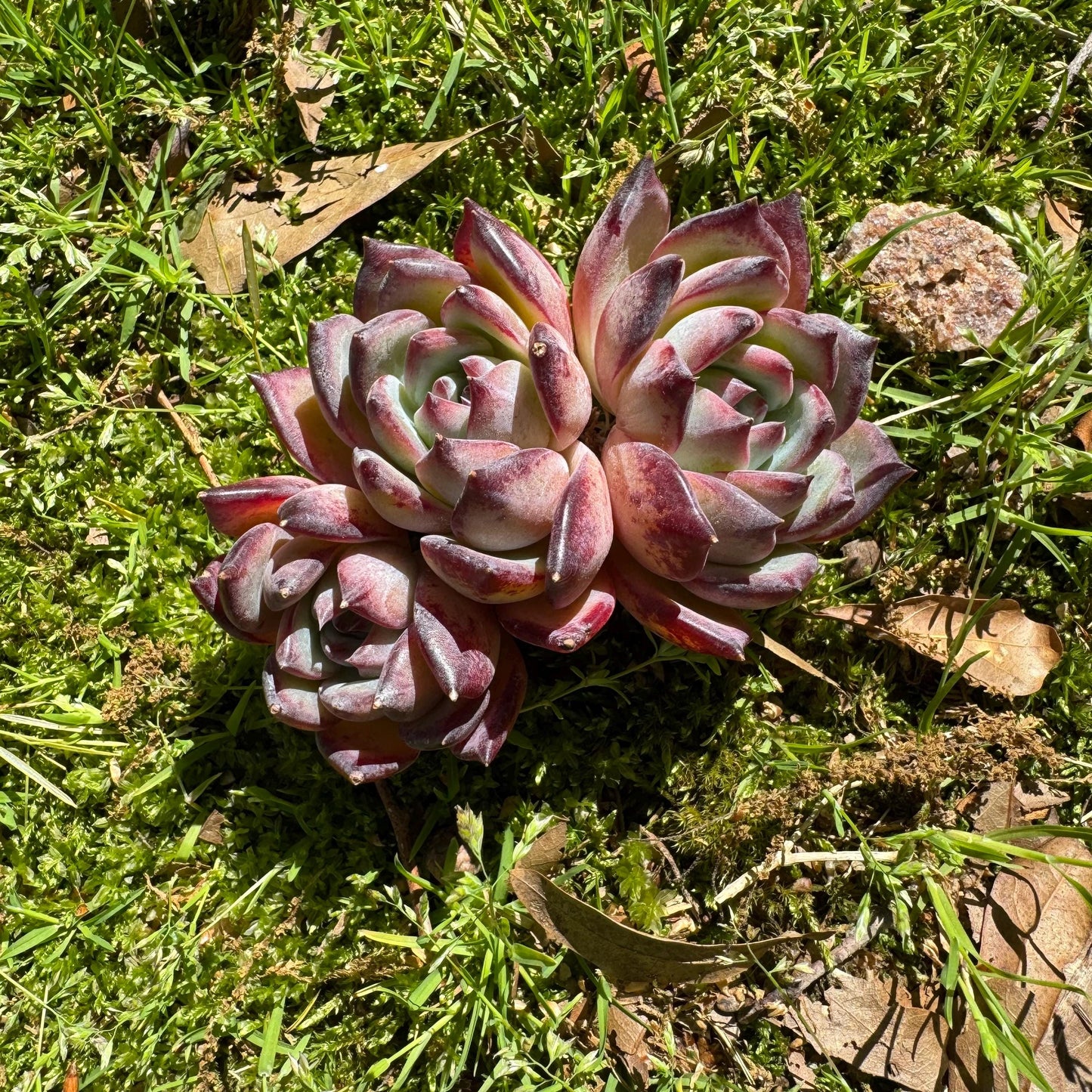 Echeveria 'Diamond Latam' small cluster, nice,3heads , 3.5inches,