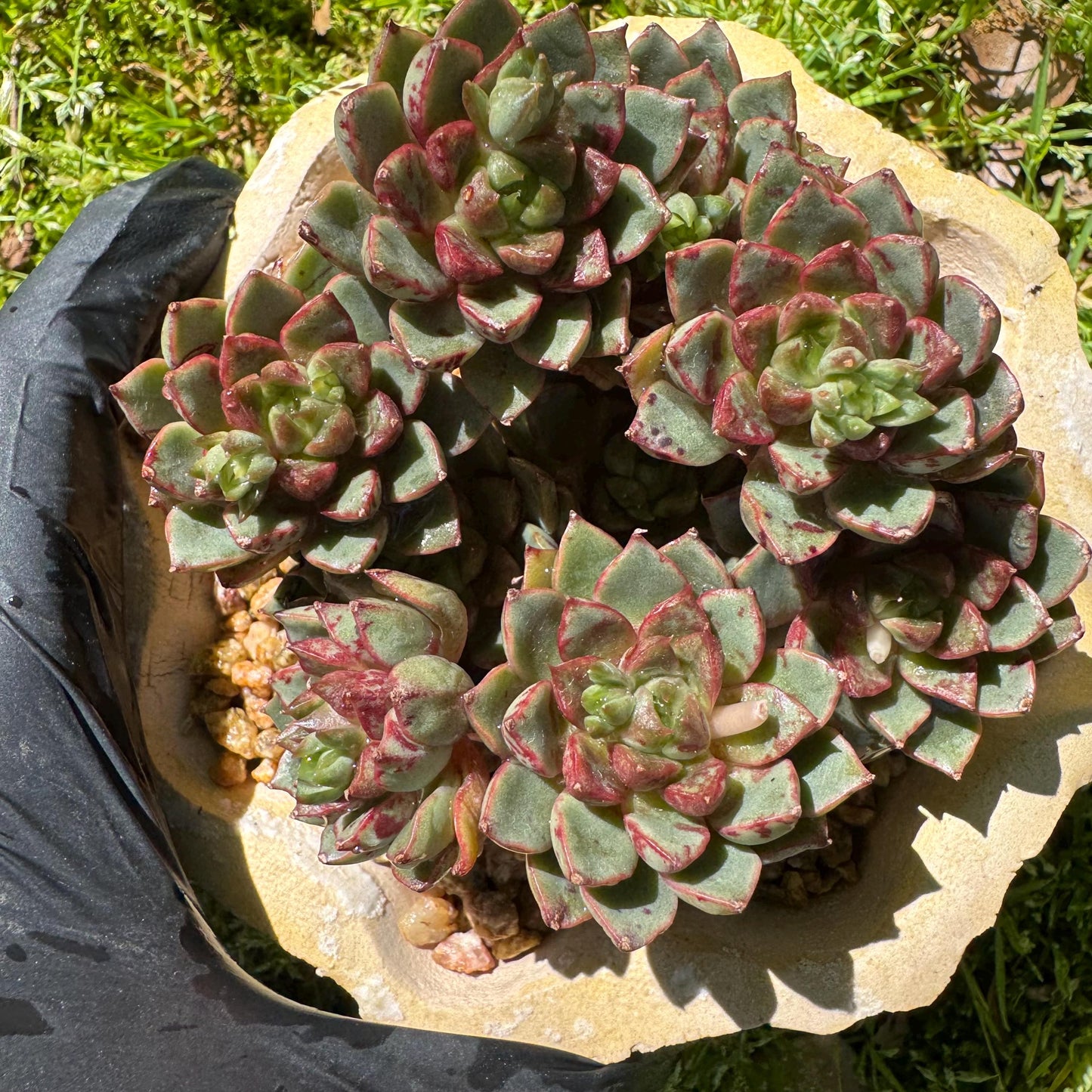 New succulents plants, Echeveri'Blood Swallow’ , 2.9inches
