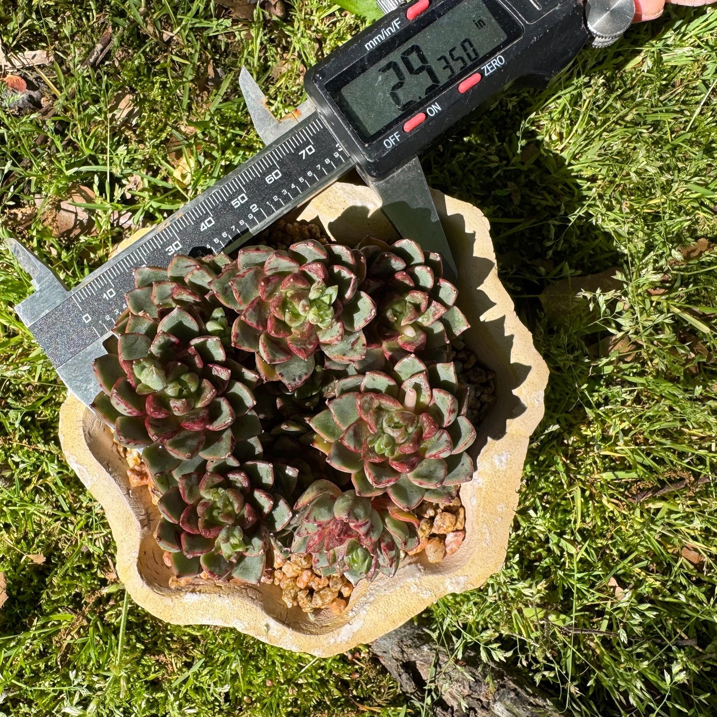 New succulents plants, Echeveri'Blood Swallow’ , 2.9inches