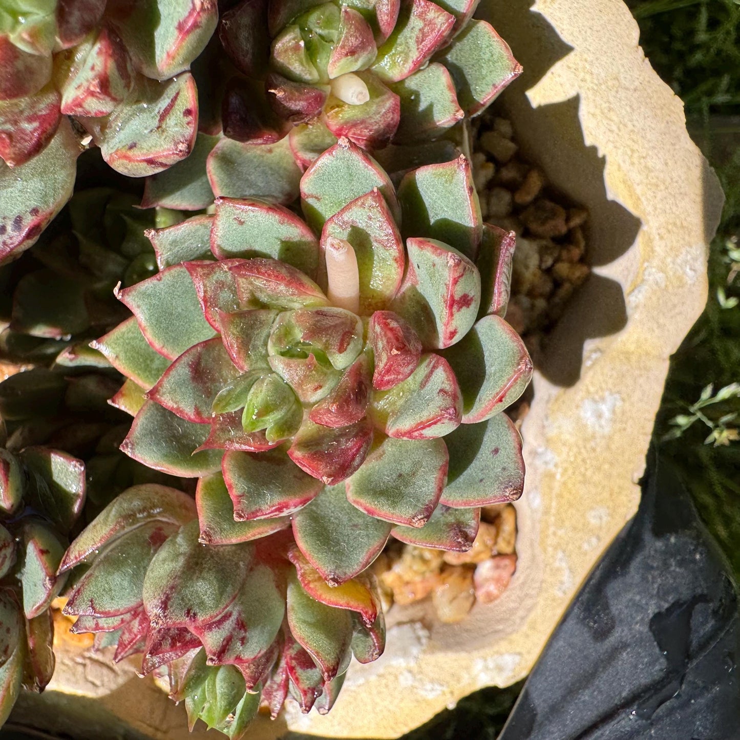 New succulents plants, Echeveri'Blood Swallow’ , 2.9inches