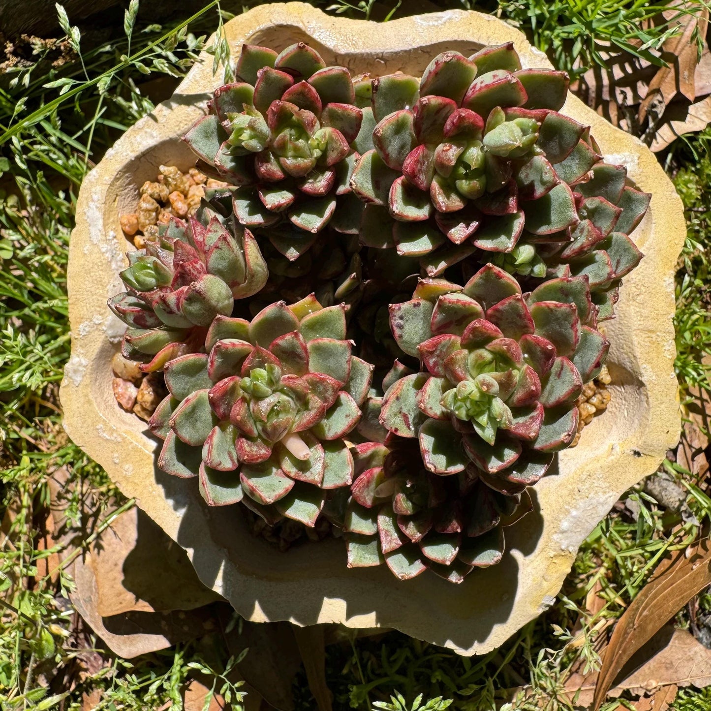New succulents plants, Echeveri'Blood Swallow’ , 2.9inches