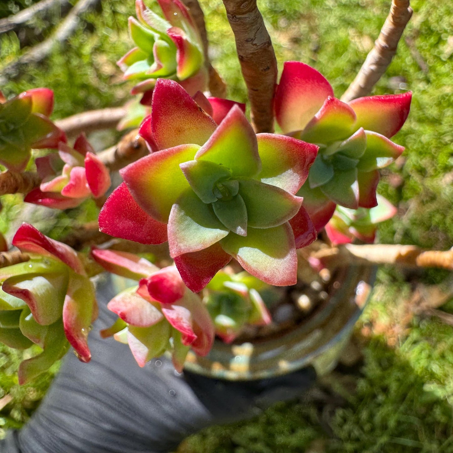 Rare succulents , Sedum' palmeri S.Watson', 3.3inches