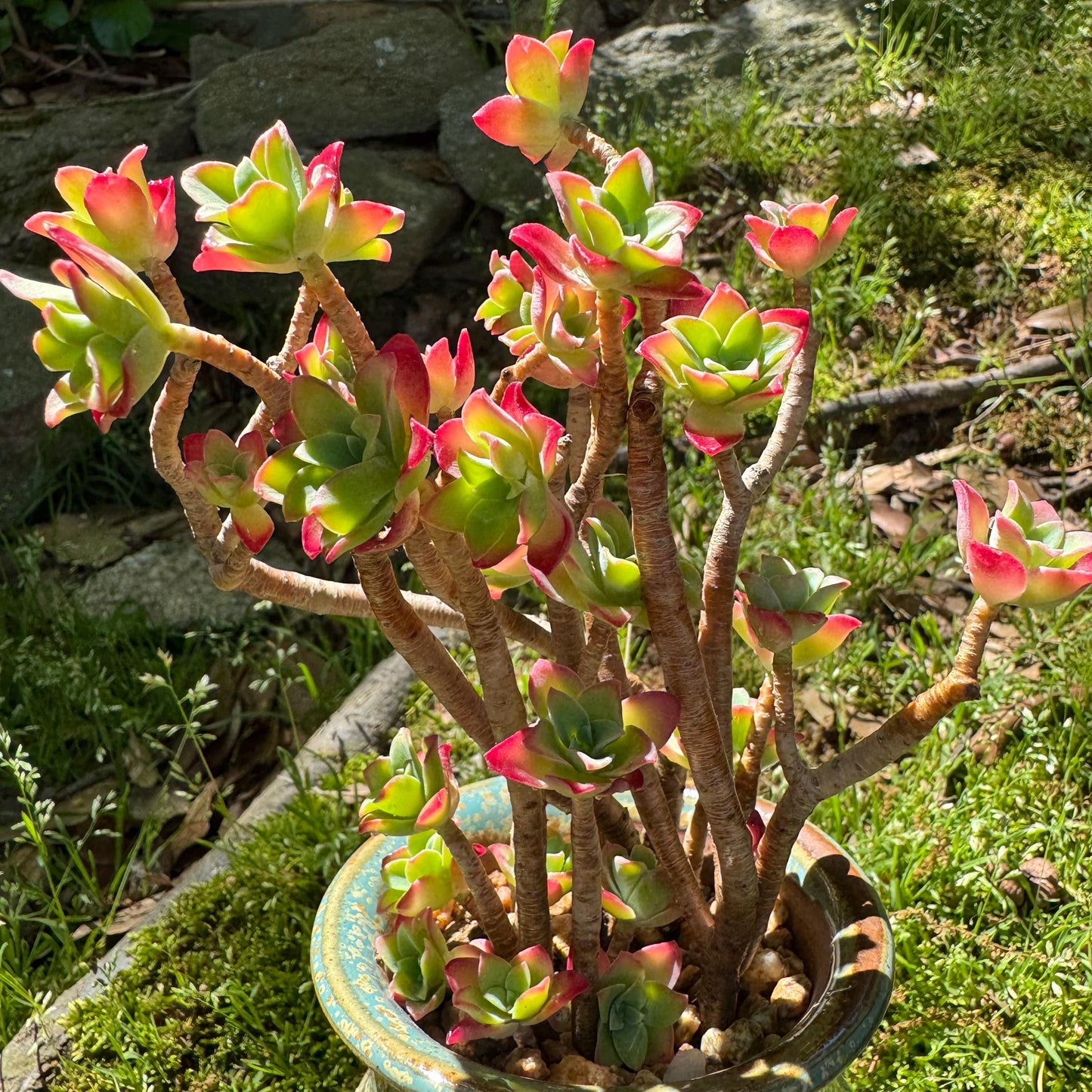 Rare succulents , Sedum' palmeri S.Watson', 3.3inches