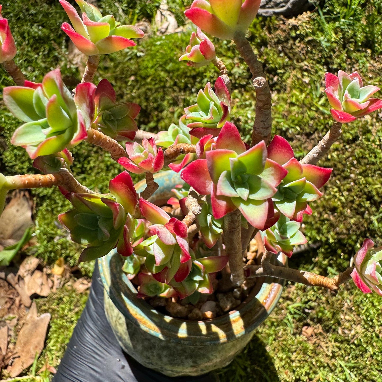 Rare succulents , Sedum' palmeri S.Watson', 3.3inches