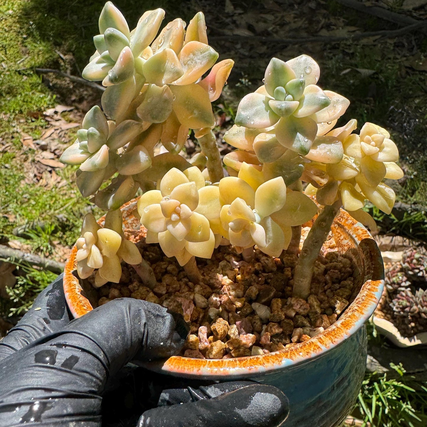 Rare succulents, Graptopetalum 'mendozae variegata', 4inches