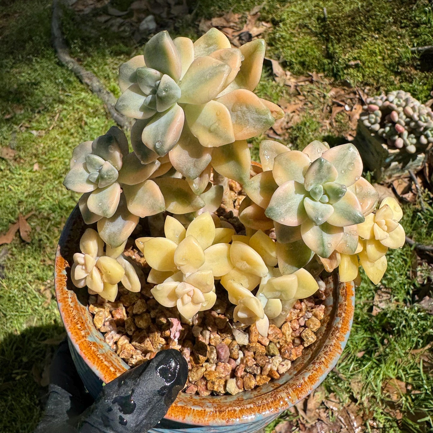 Rare succulents, Graptopetalum 'mendozae variegata', 4inches