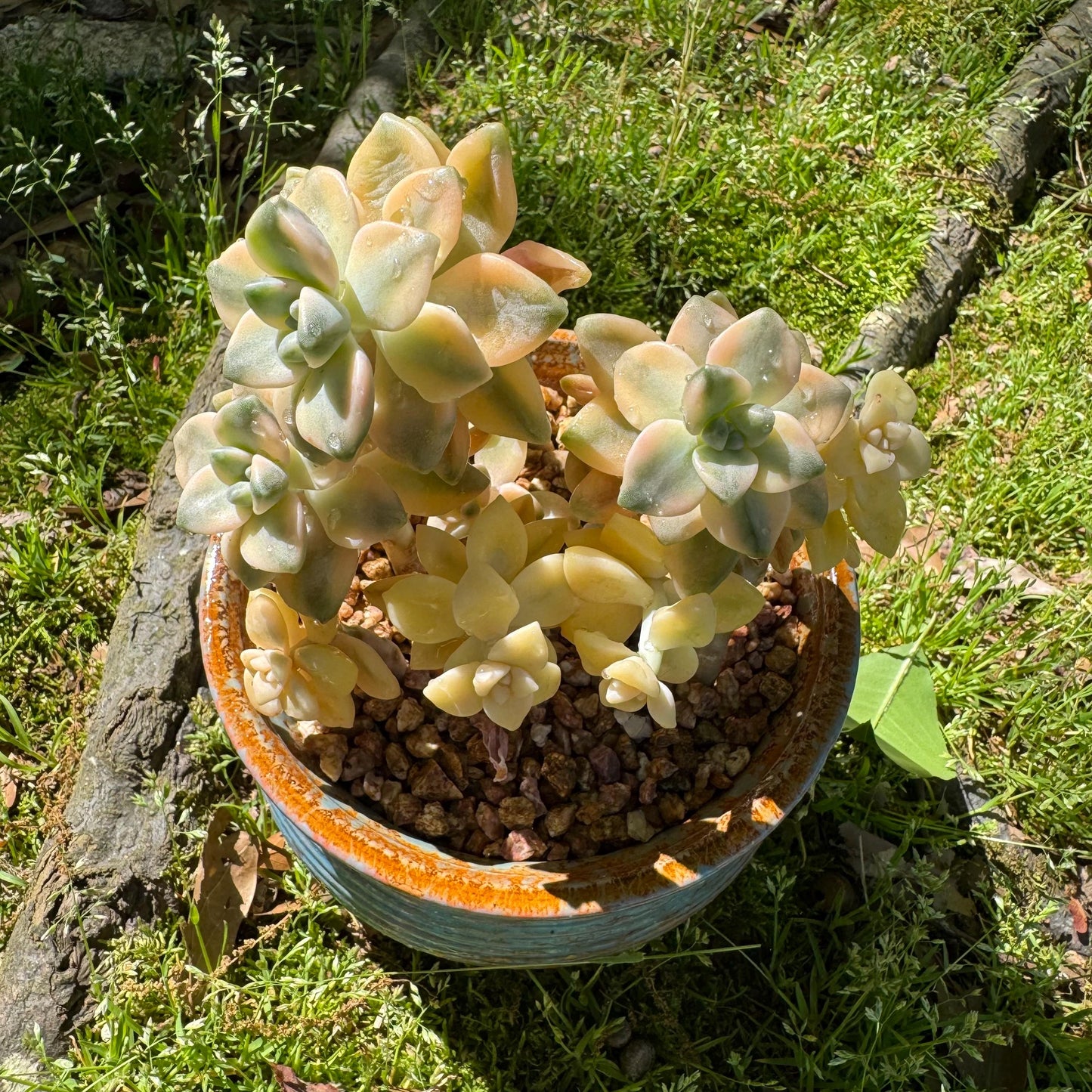 Rare succulents, Graptopetalum 'mendozae variegata', 4inches