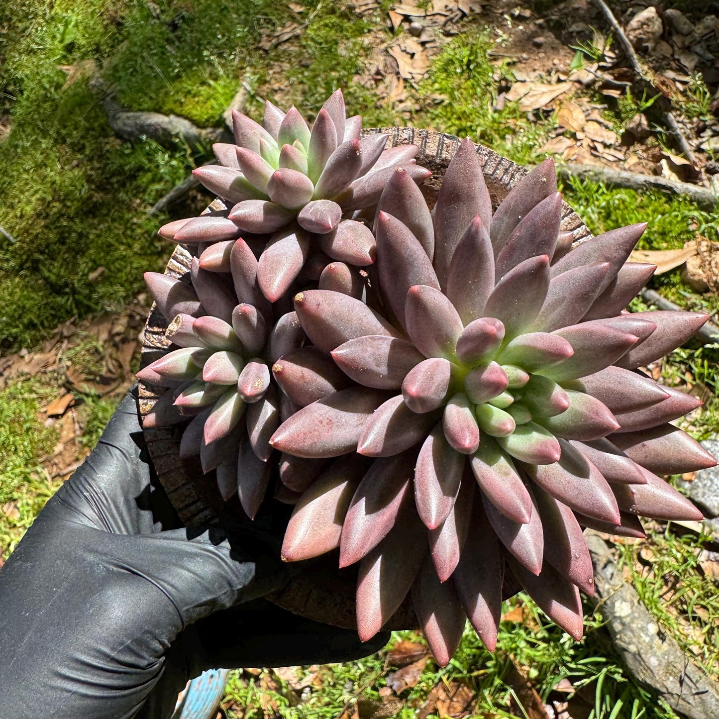 Rare succulents, Pachyphytum’ Yumeiren sp. ’ cluster , 4.5inches