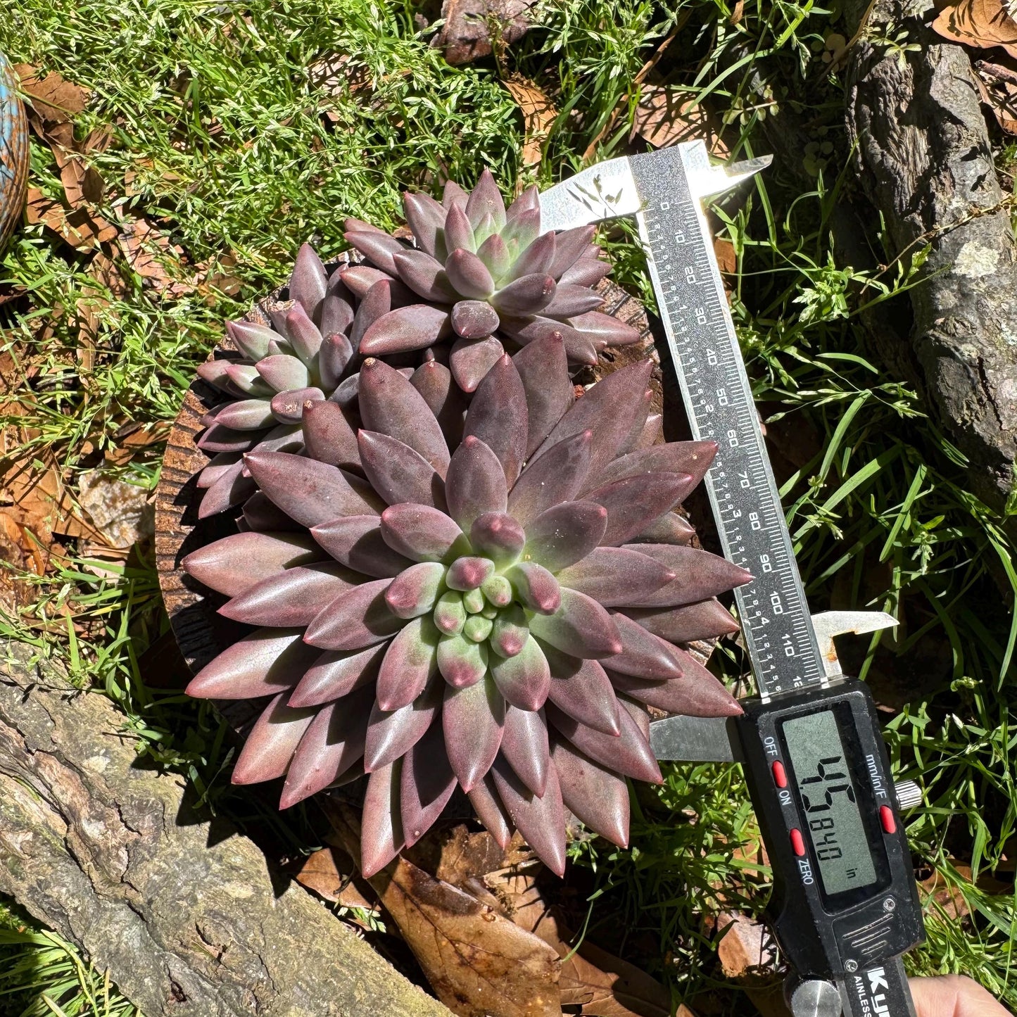 Rare succulents, Pachyphytum’ Yumeiren sp. ’ cluster , 4.5inches