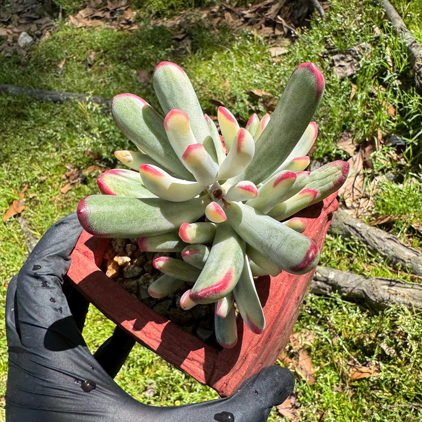 Cotyledon' orbiculata var. oophylla variegata',Long Leaf , 2.5inches