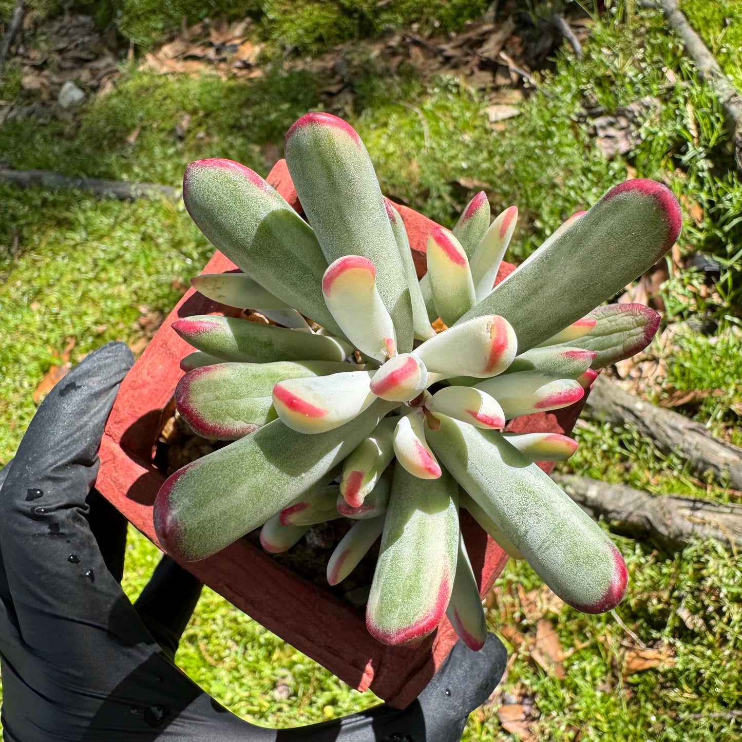 Cotyledon' orbiculata var. oophylla variegata',Long Leaf , 2.5inches